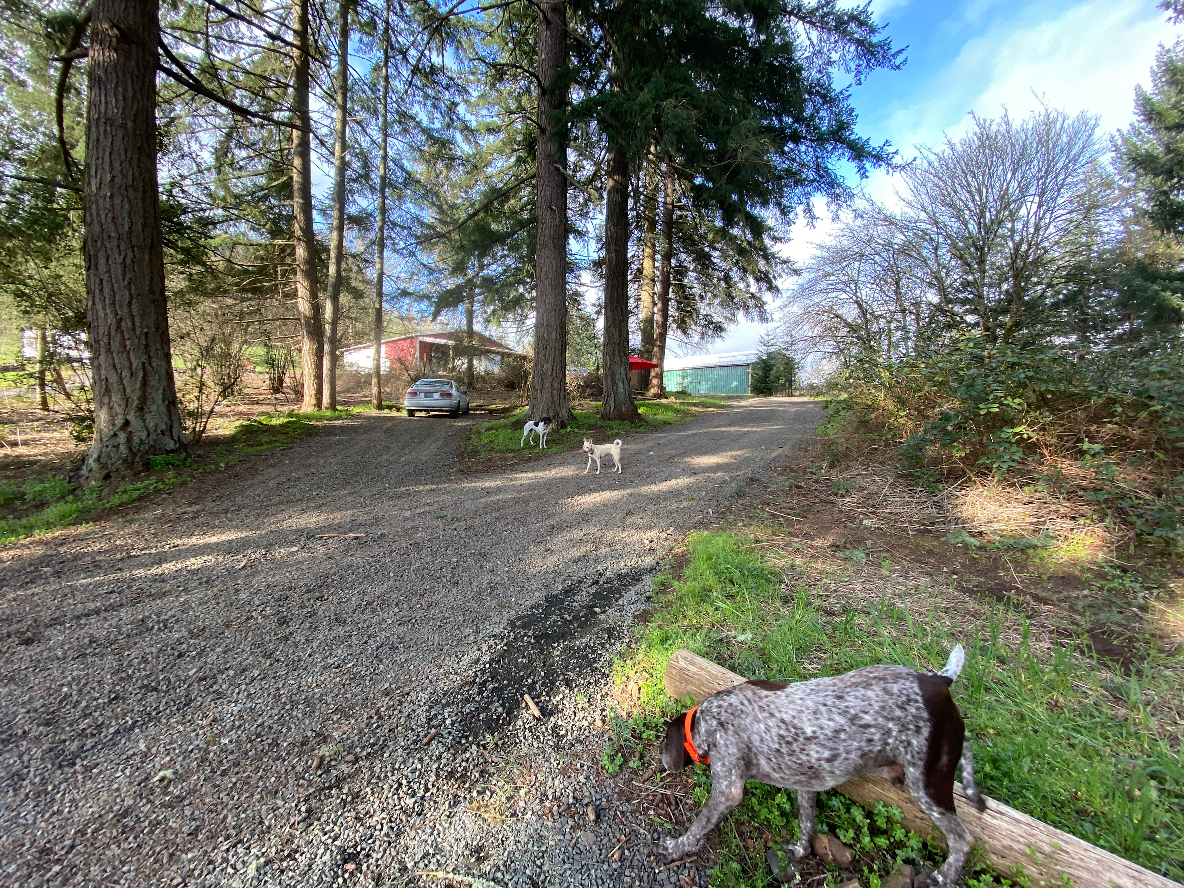 Carsners Tree Farm (CTF)