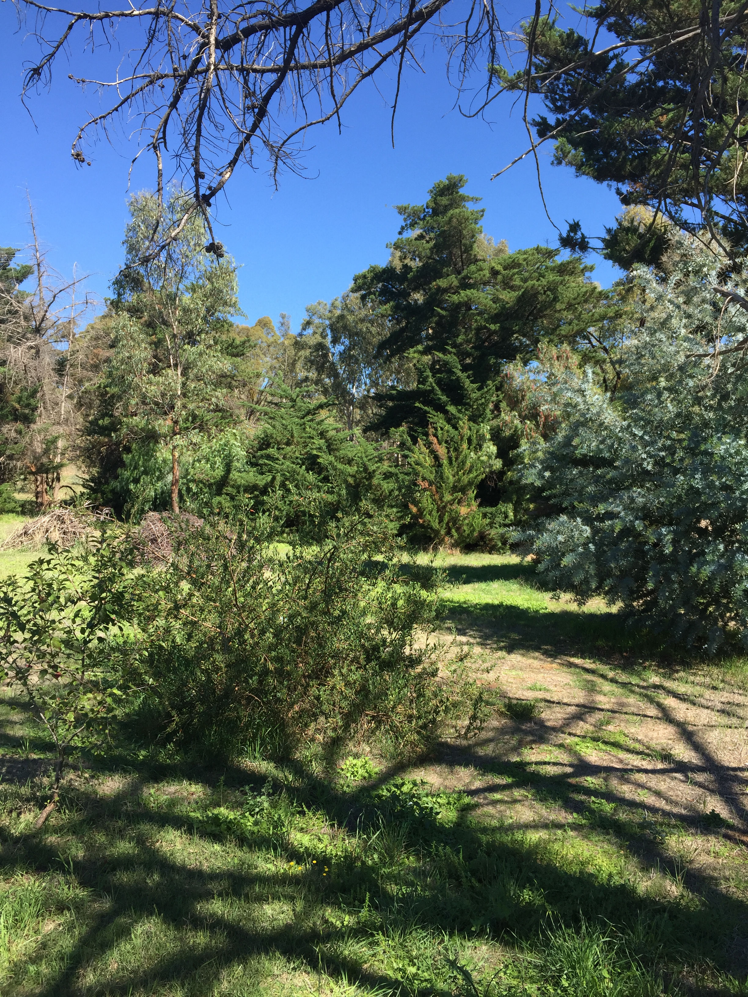 Gooseberry Hill Dunolly