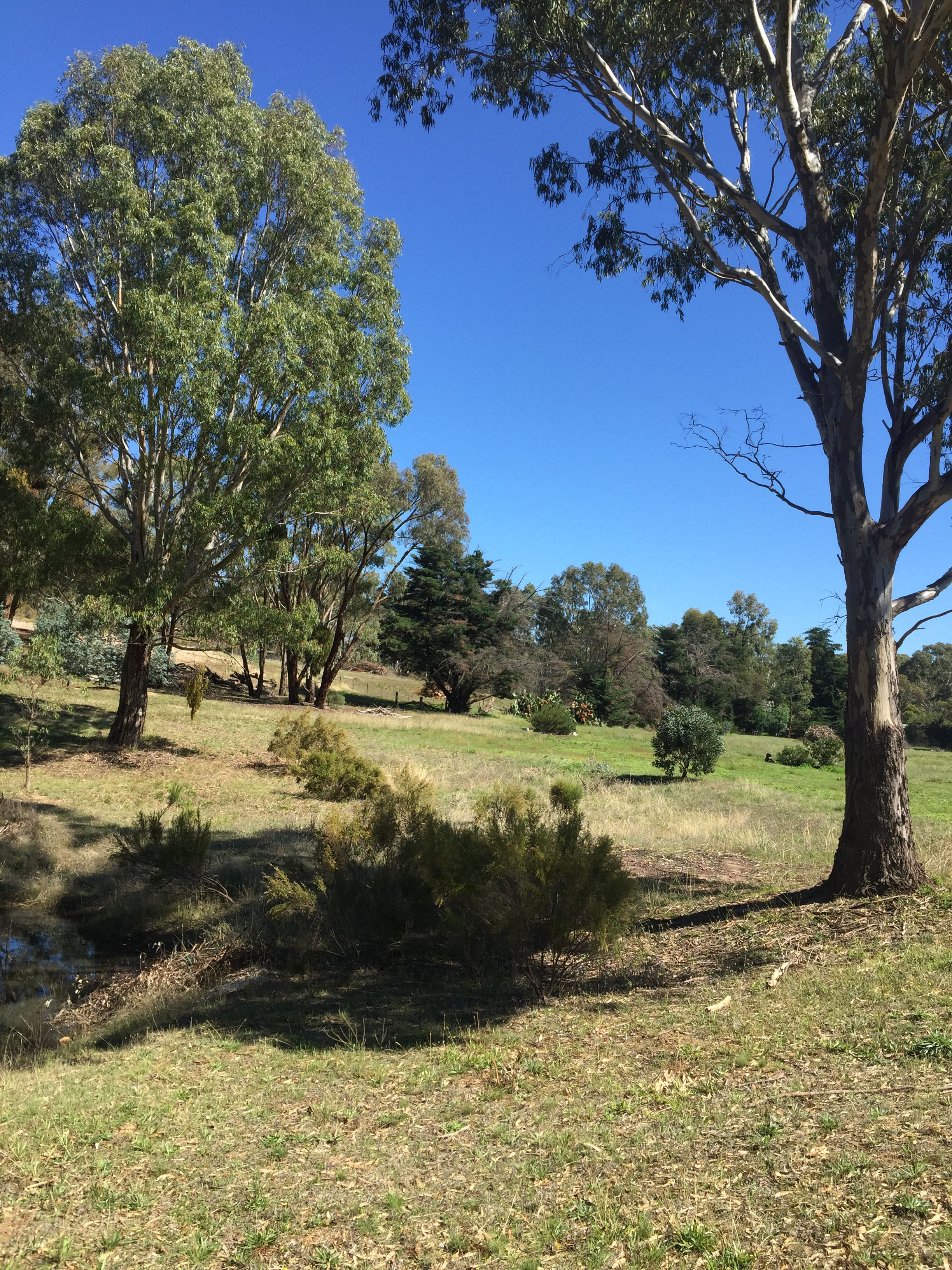 Gooseberry Hill Dunolly