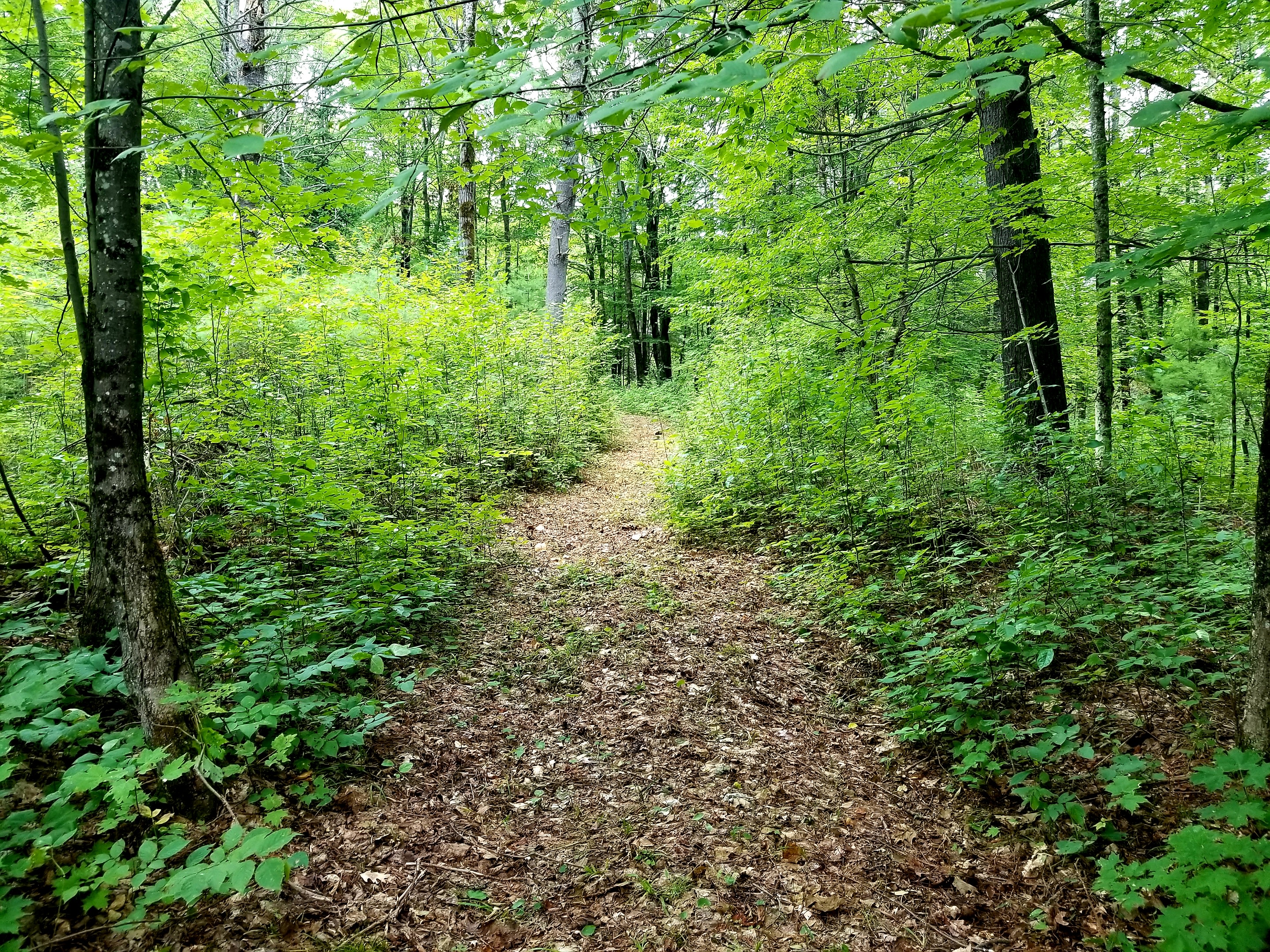 "The Ancient Wood" forest hiking path that winds up a hillside
