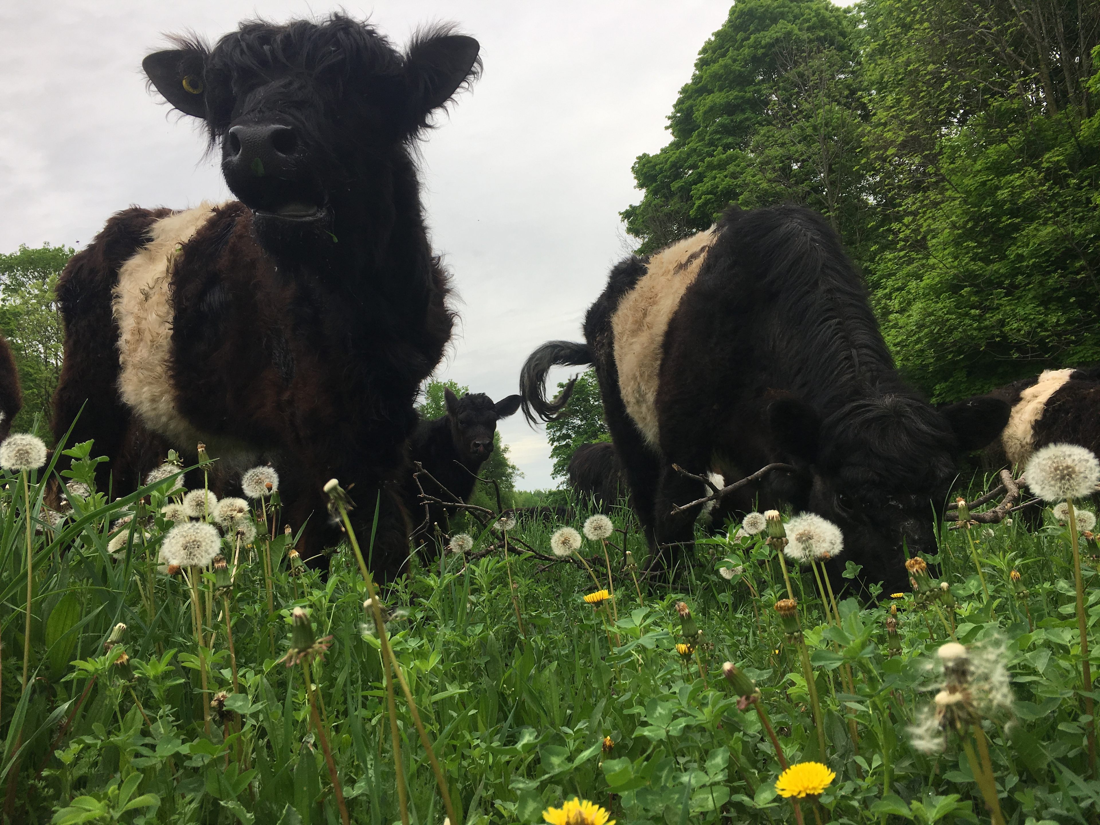 Greener Pastures Eco Farm