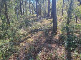 Pine forest, 5 minutes to the beach