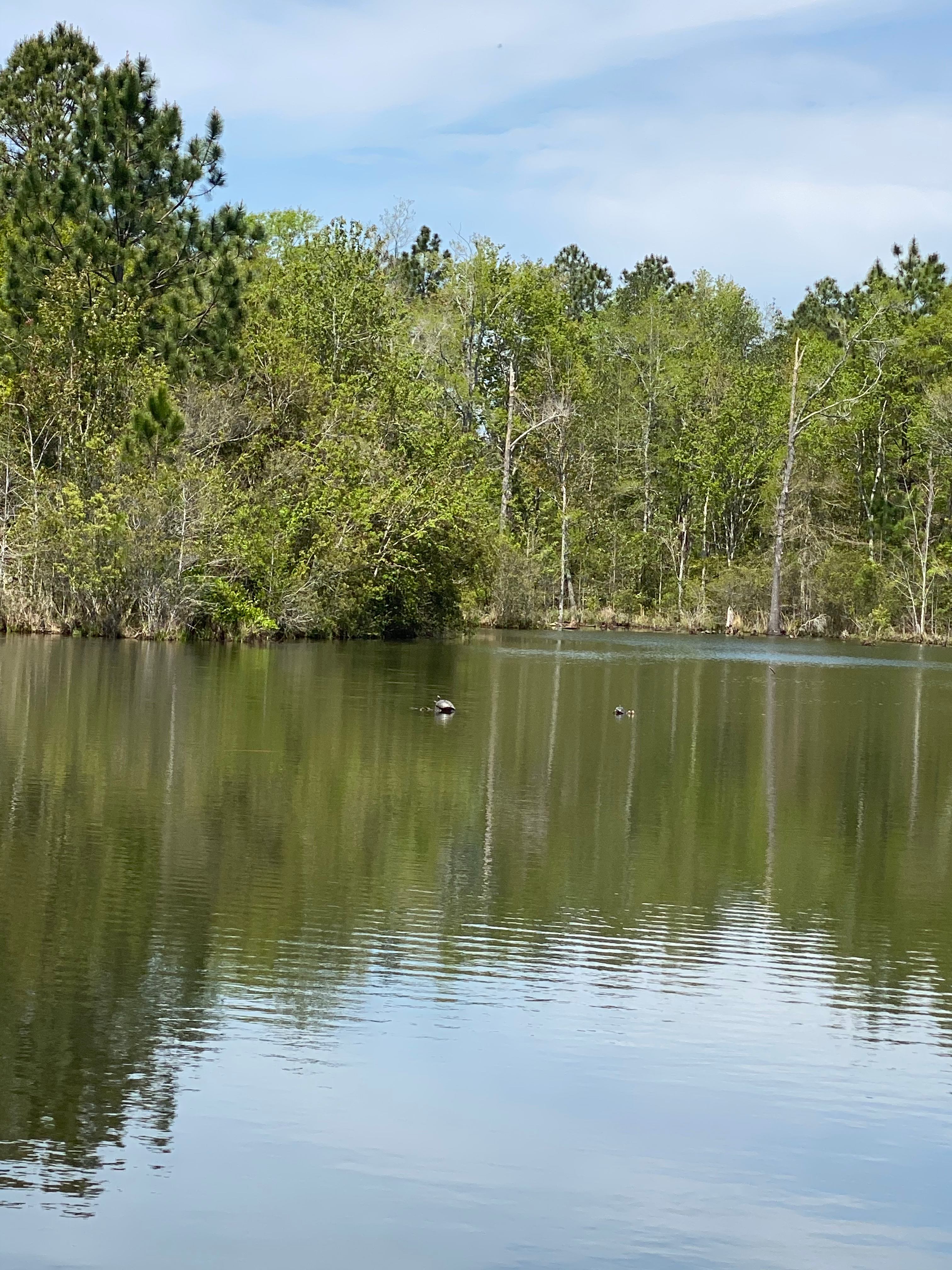 Turtles in the front pond. 