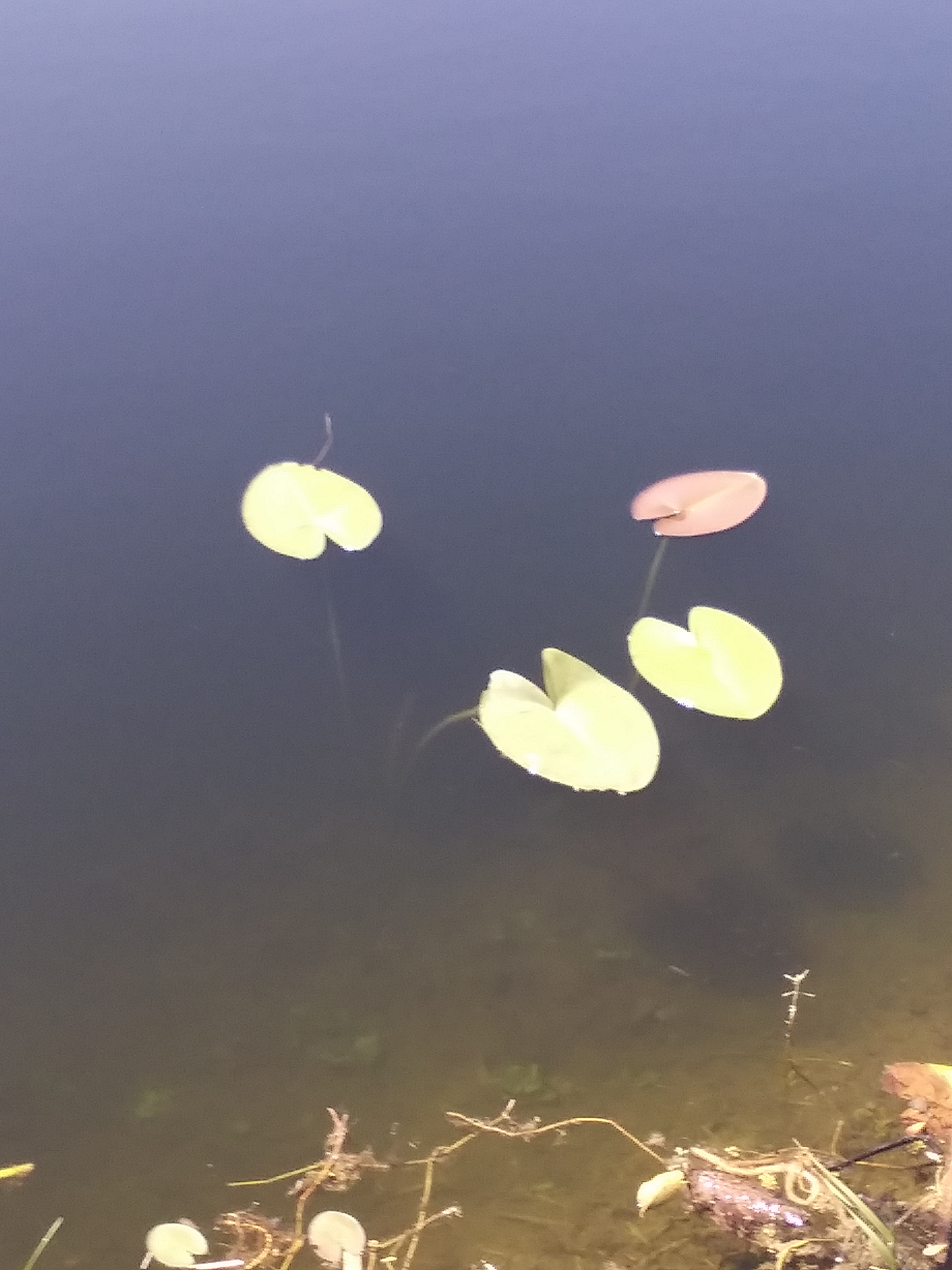 Blue Fox Ranch: Lake & Farm Camp