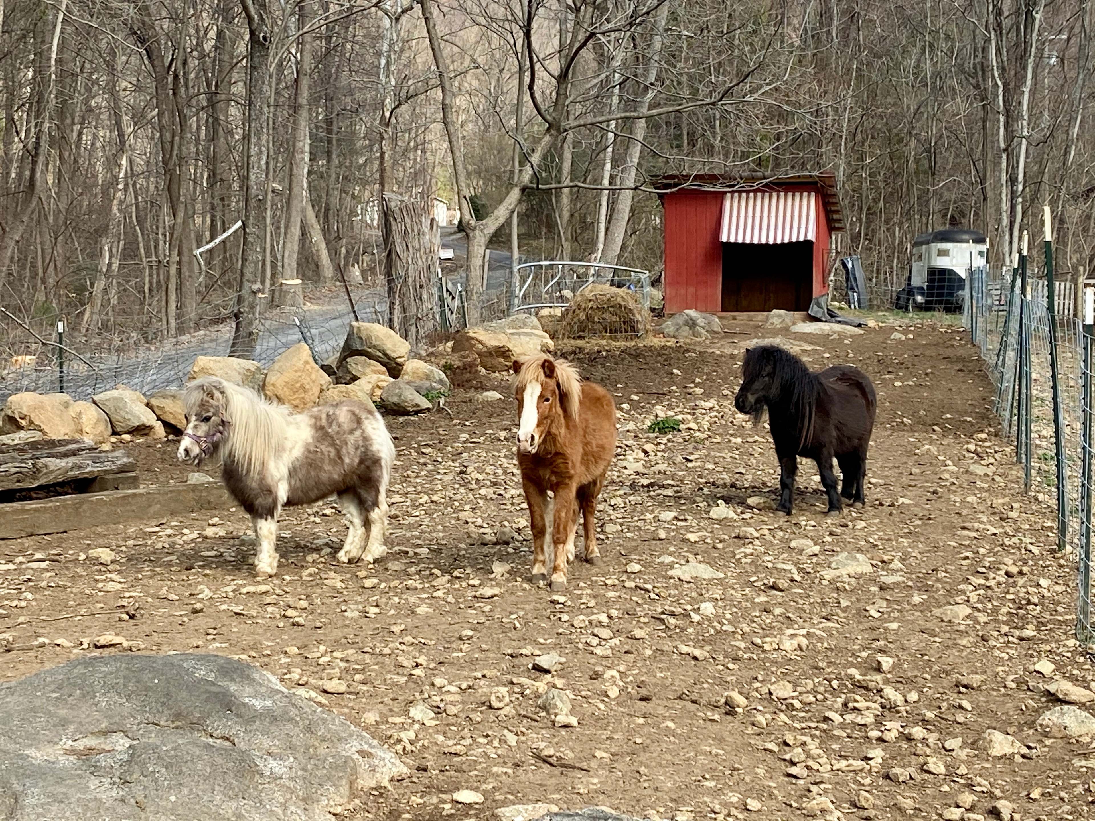 3 silly, apple loving miniature ponies- love to be petted, fed handfuls of grass and treats.