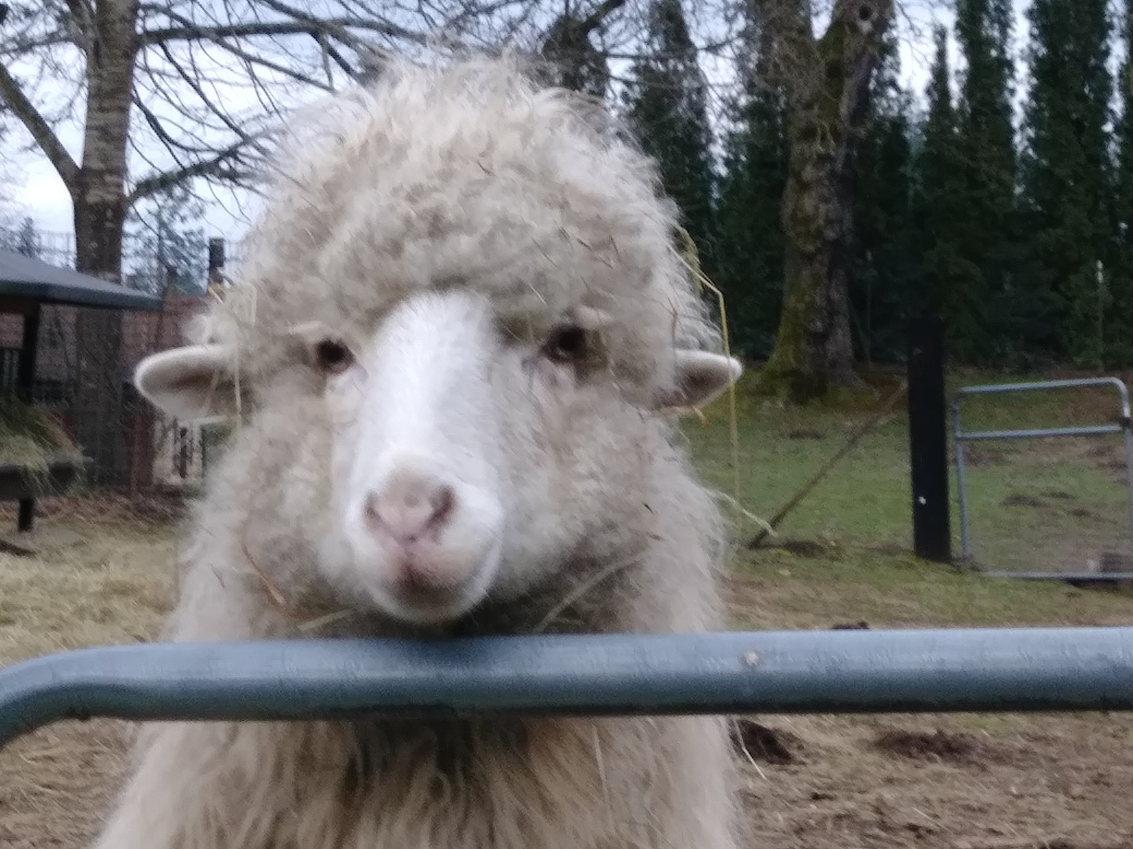 Kokopelli sheep is happy to meet and greet you.  