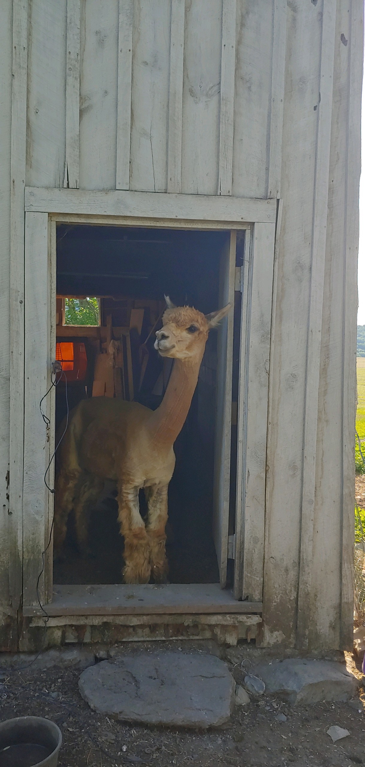 Is that Martha Van in the Chicken Coop?