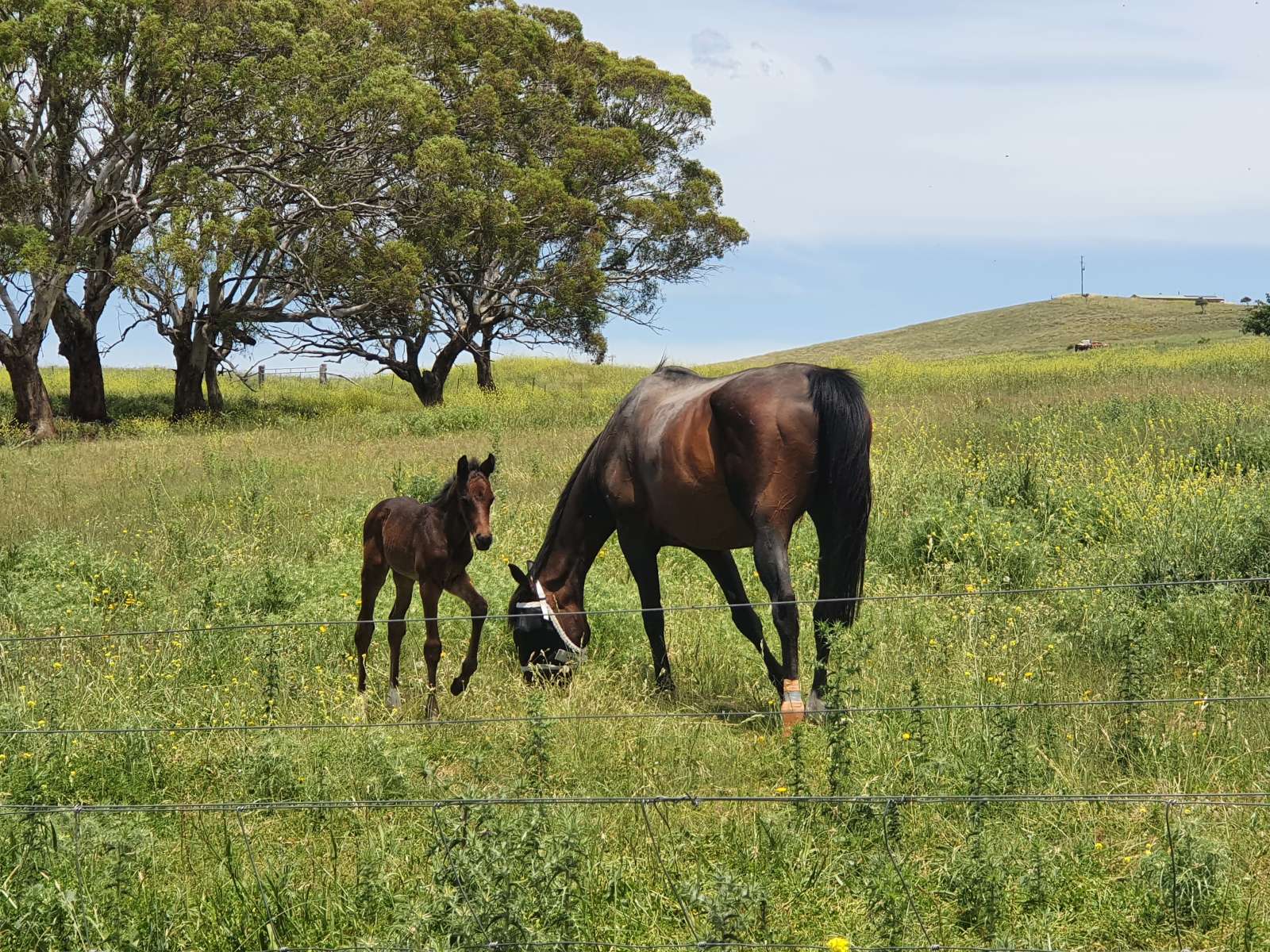 Michelago HILLDYKE 160 yr old farm