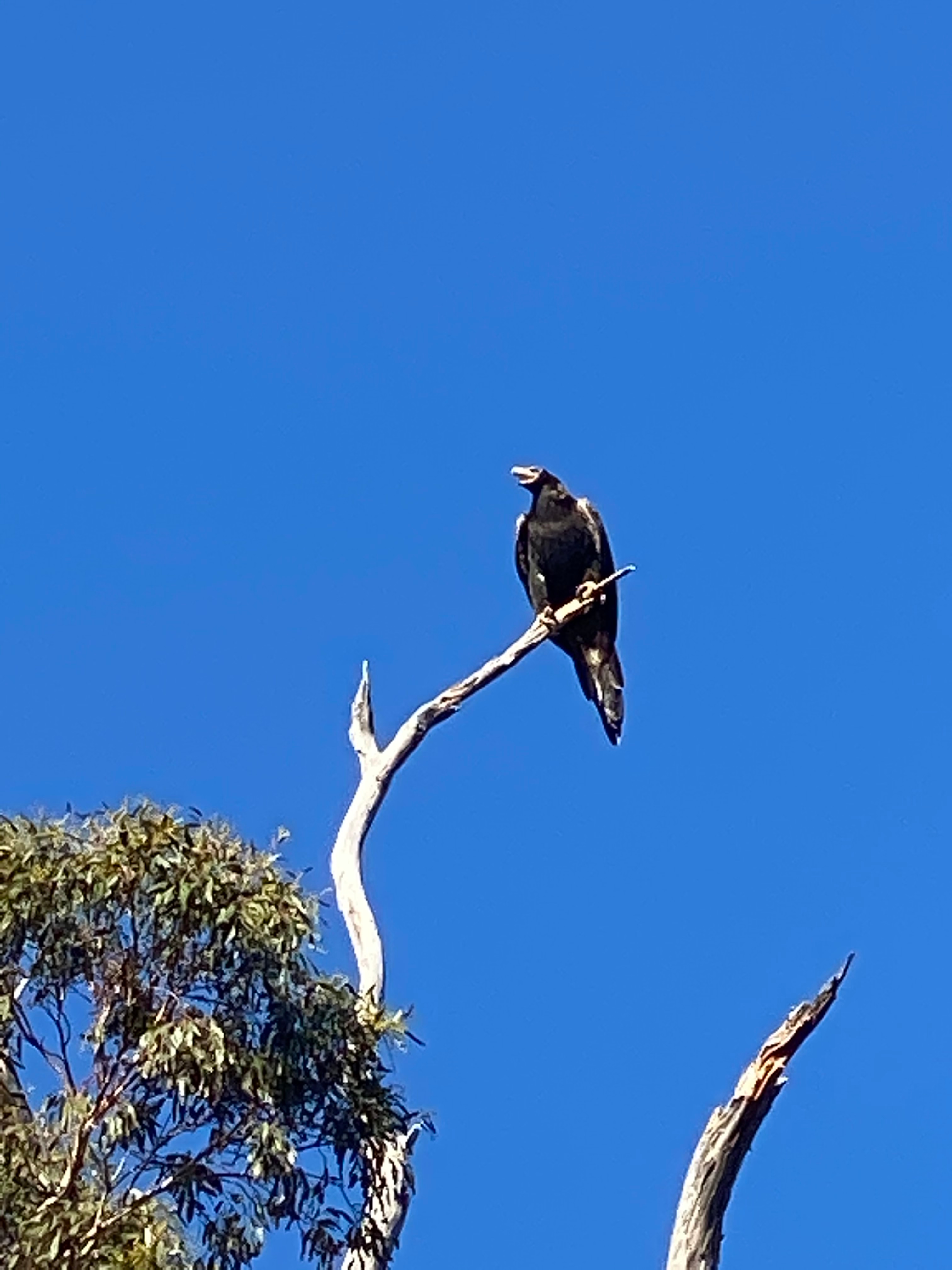 We have two nesting eagles, that may visit the bottom paddock 