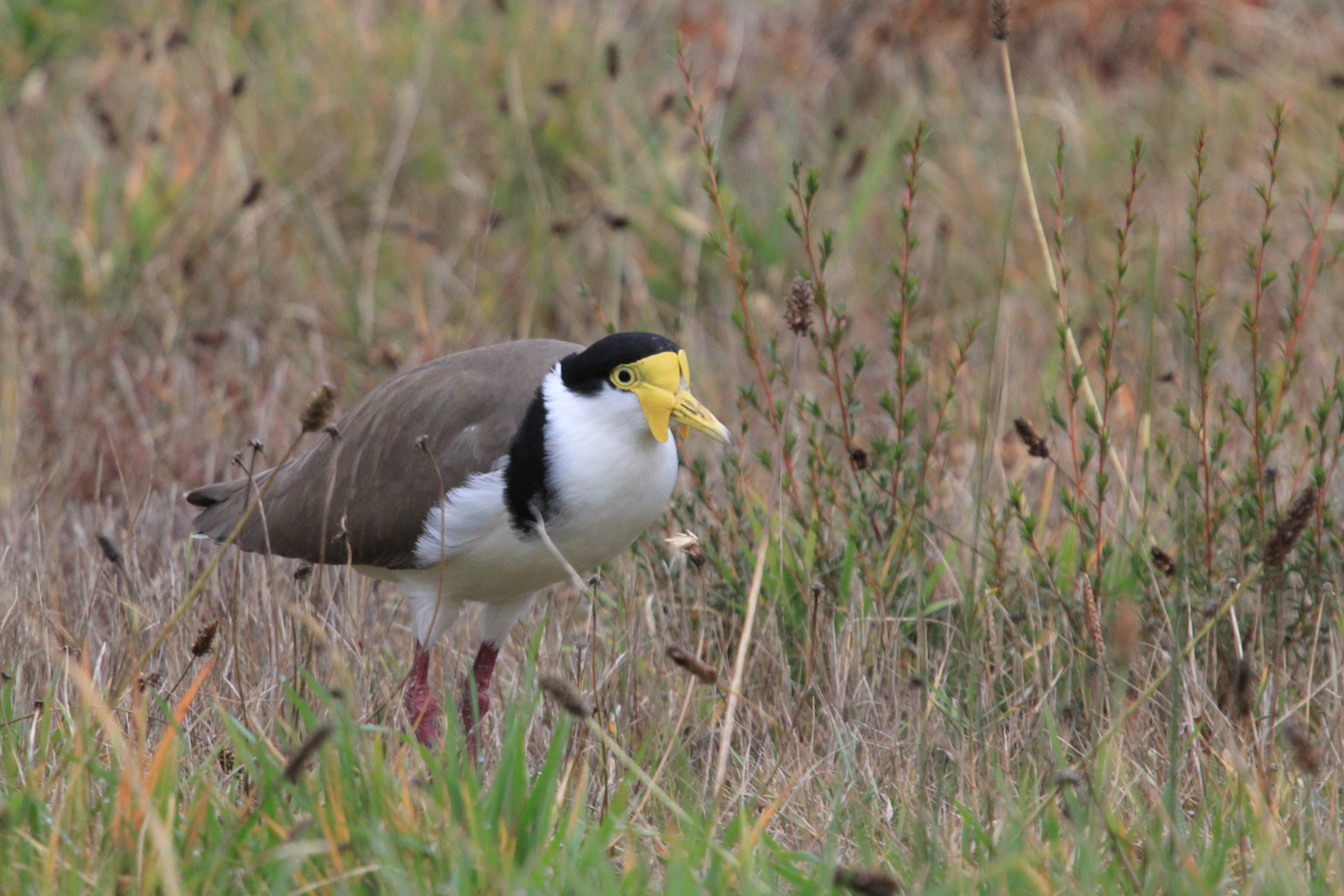 hooded plover