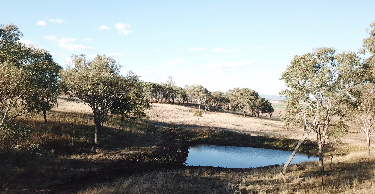 Bunya Mountains View