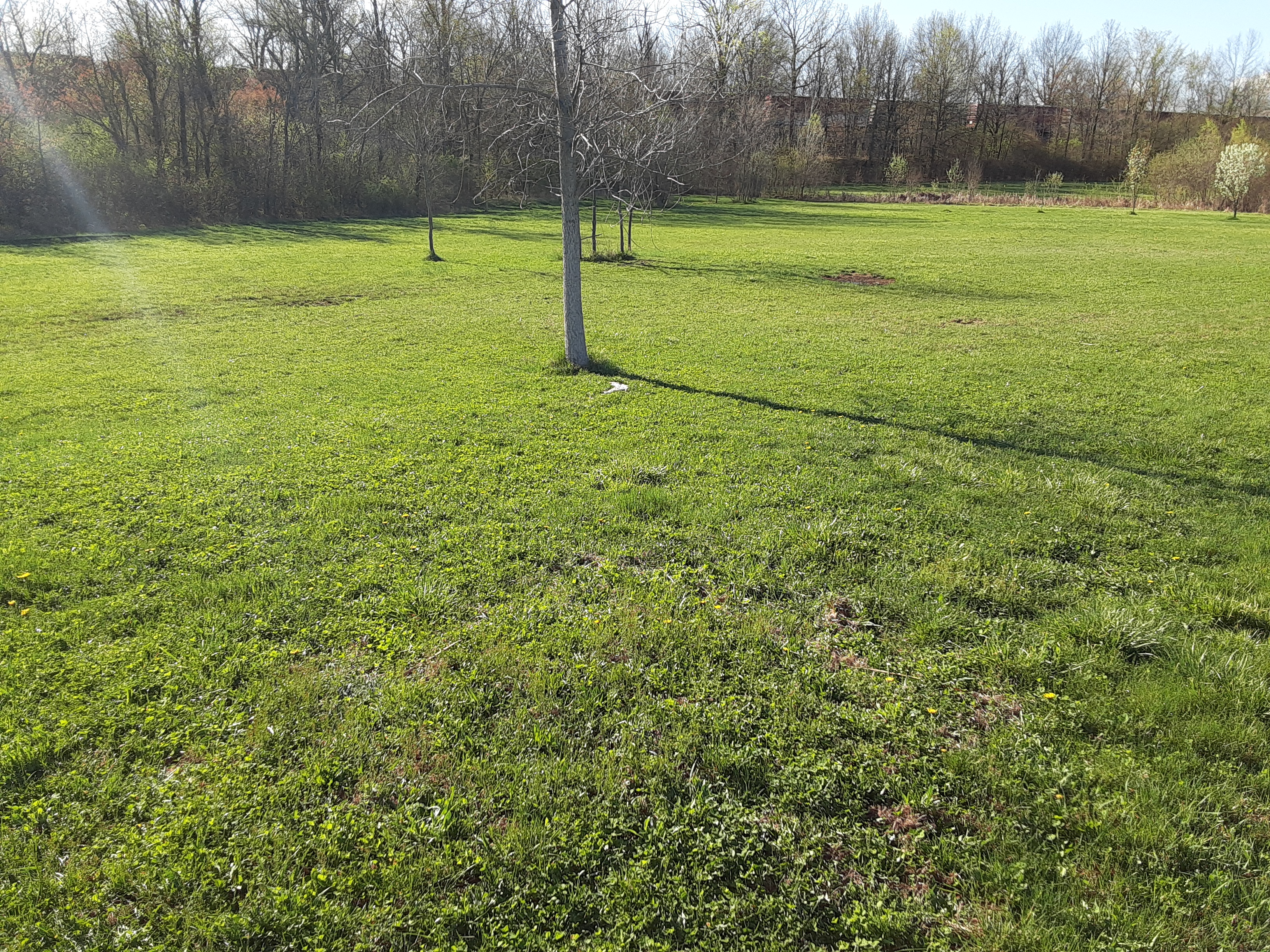 Meadow by the Pond
