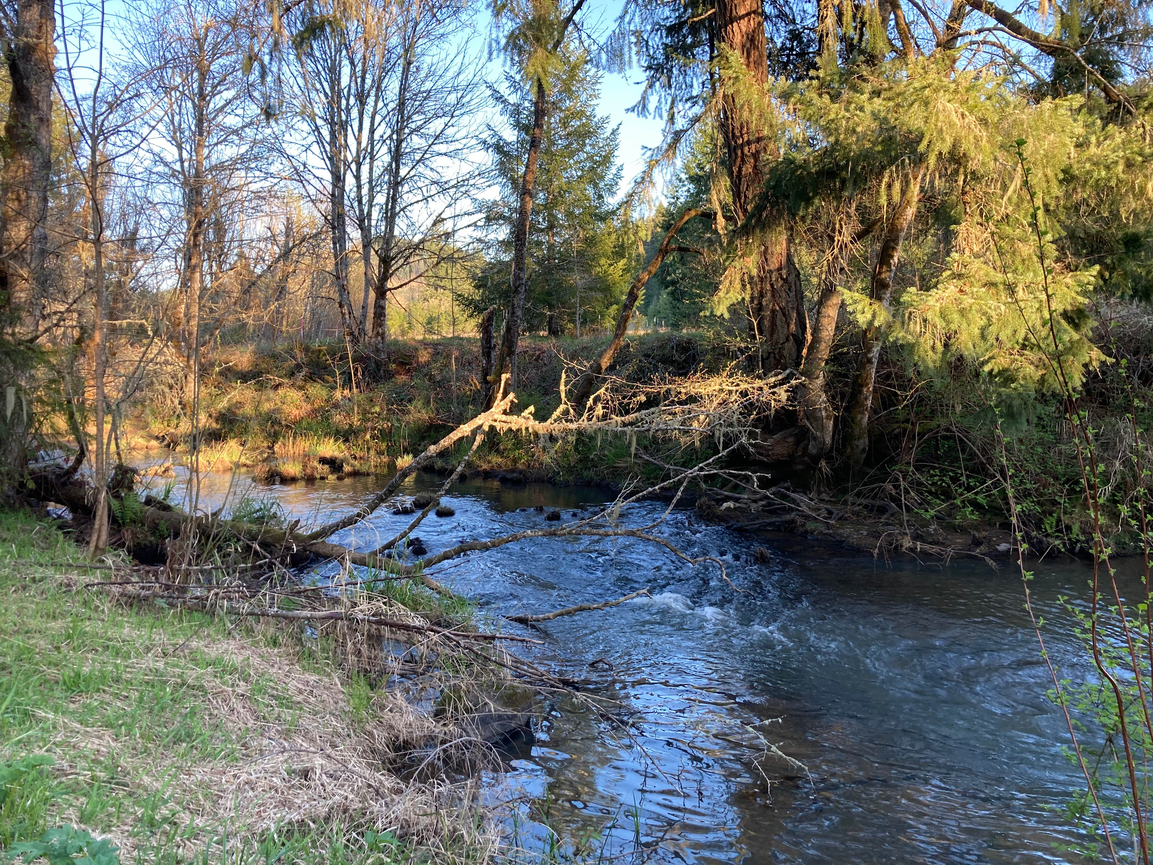 Tent site is near Elk Creek 