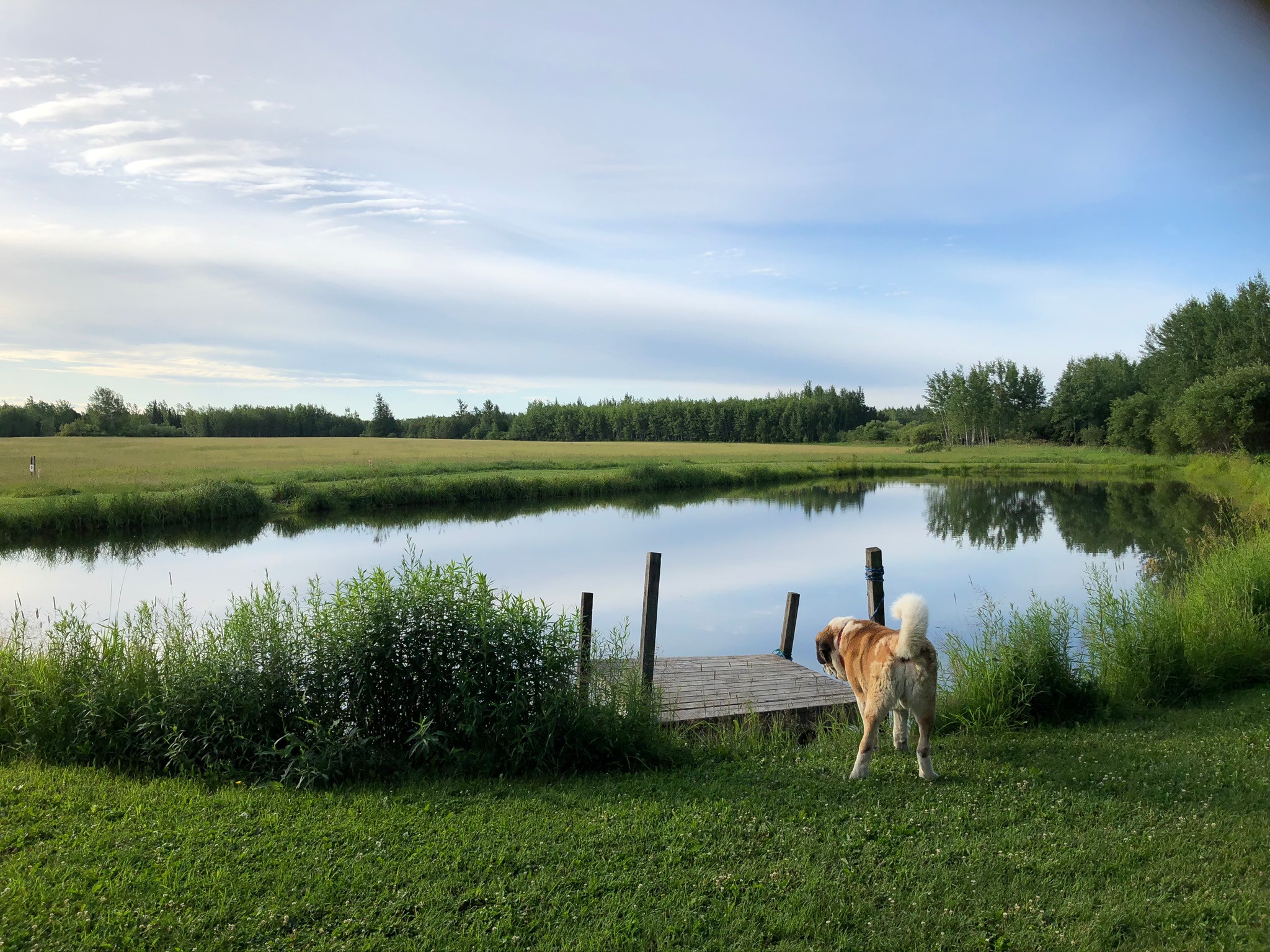 Spring fed pond is great for cooling off or grabbing minnows for offsite fishing 