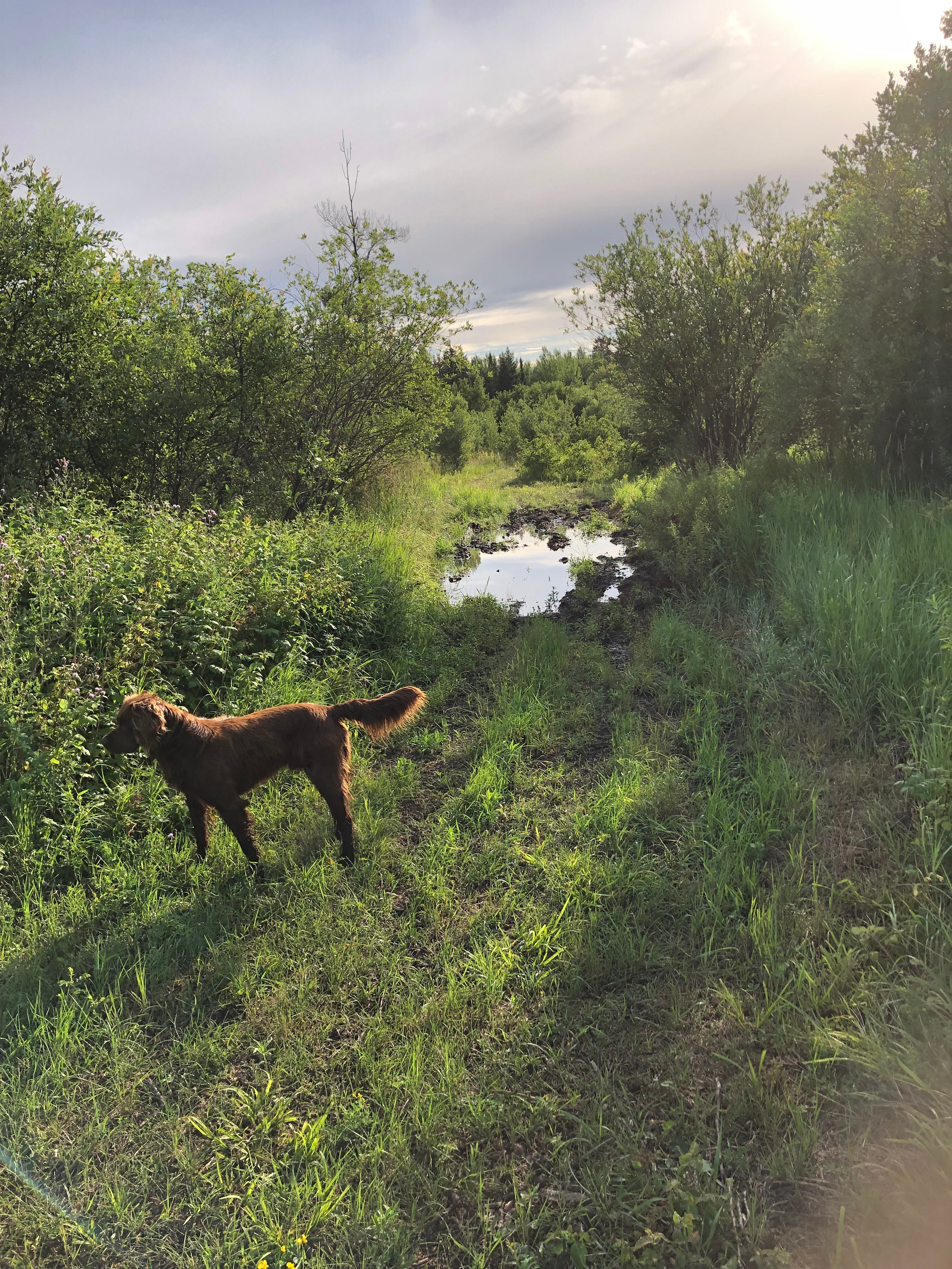 Four wheel trail for those that like to get a little muddy 