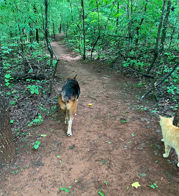 Forest & Farm Camping Retreat