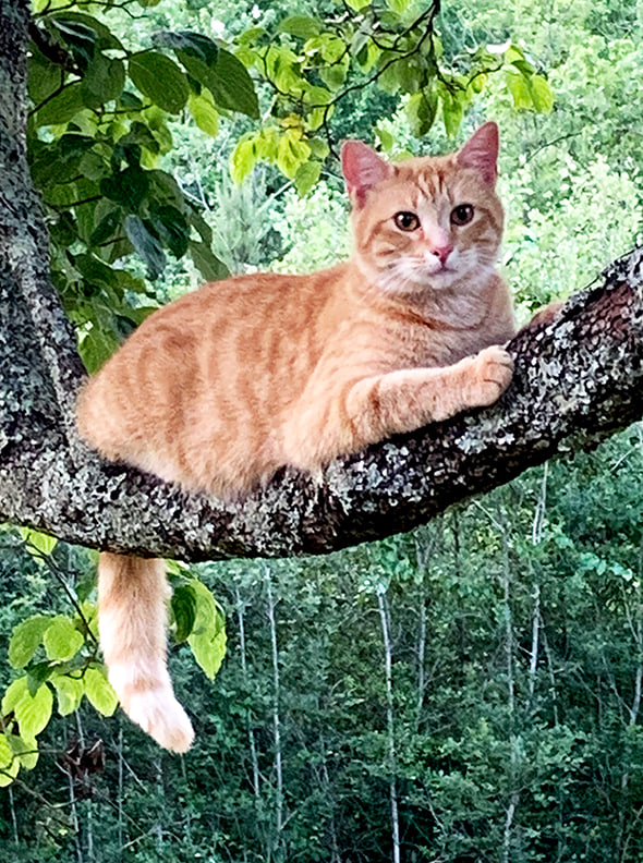 Forest & Farm Camping Retreat