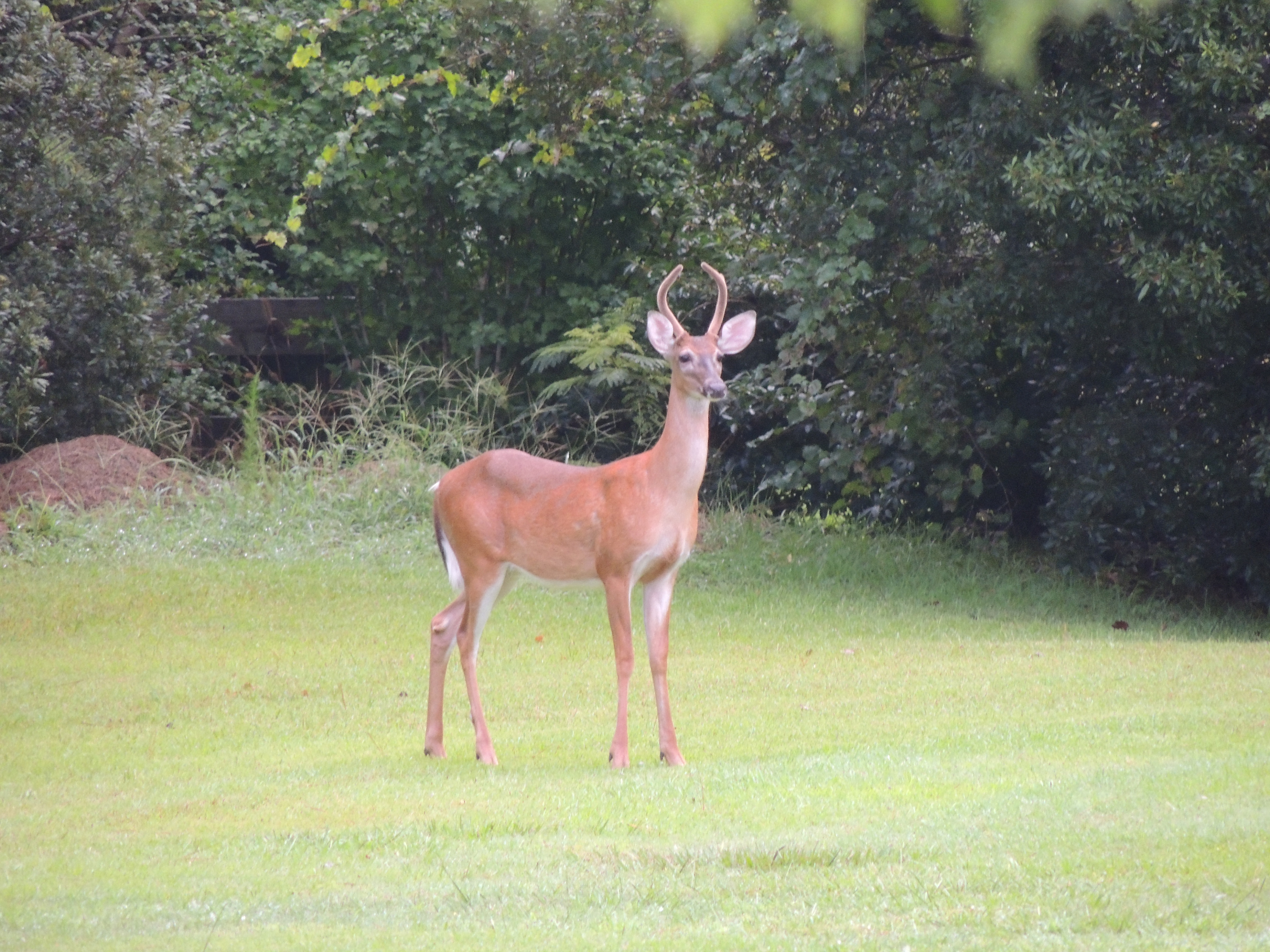 This buck visited us in 2019. He was about 20 feet from the campsite. Fortunately we don't seem to have any nuisance visitors that cause damage or get into things.