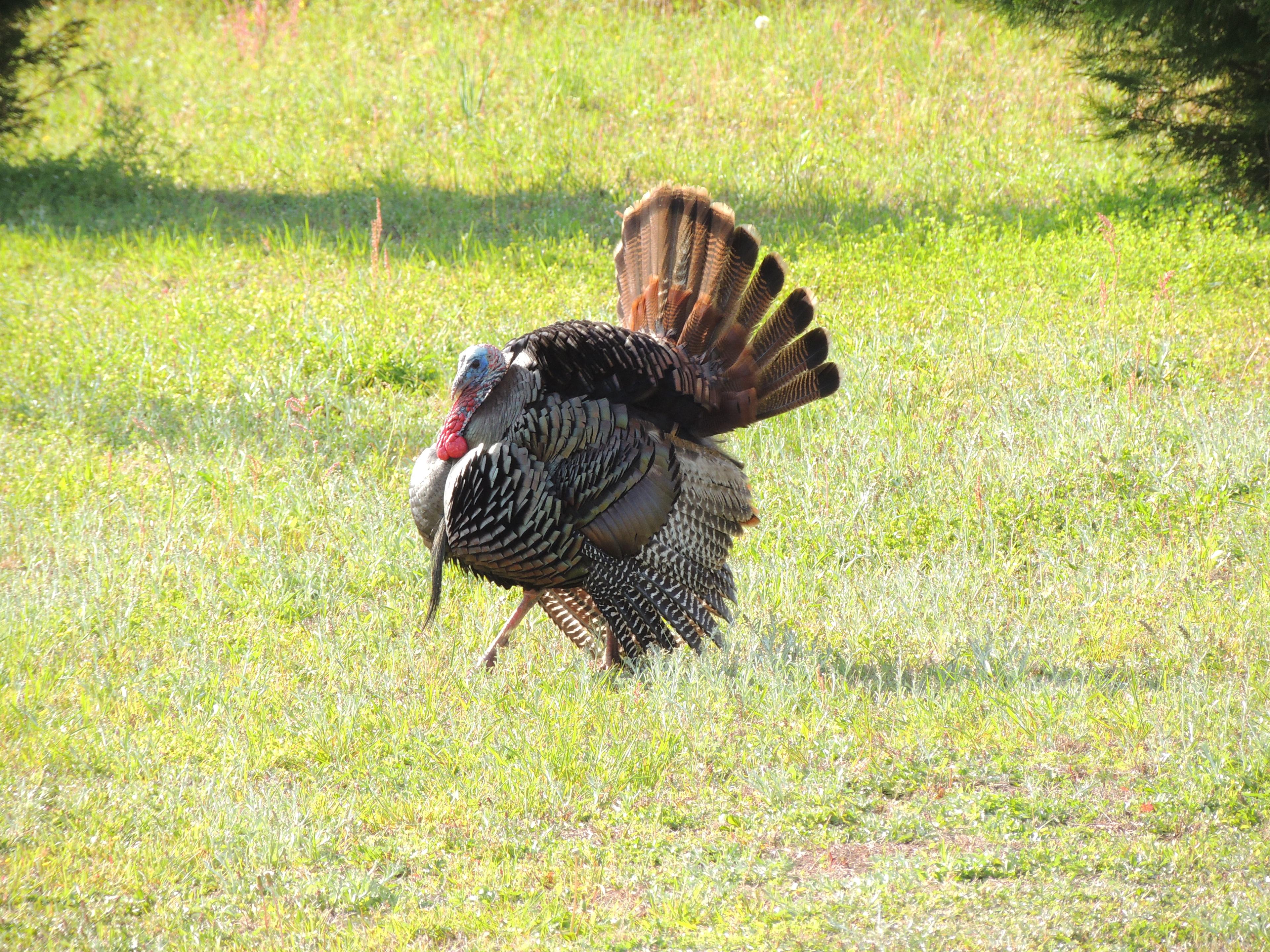 We are visited by lots of wildlife. Sometimes you see them and sometimes you only hear them. (Photo taken 150 feet from the campsite)