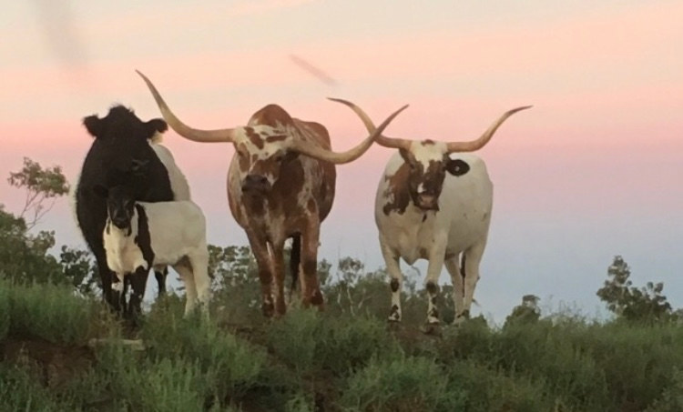 Check out some of our beautiful unique cattle 🐮👍💙