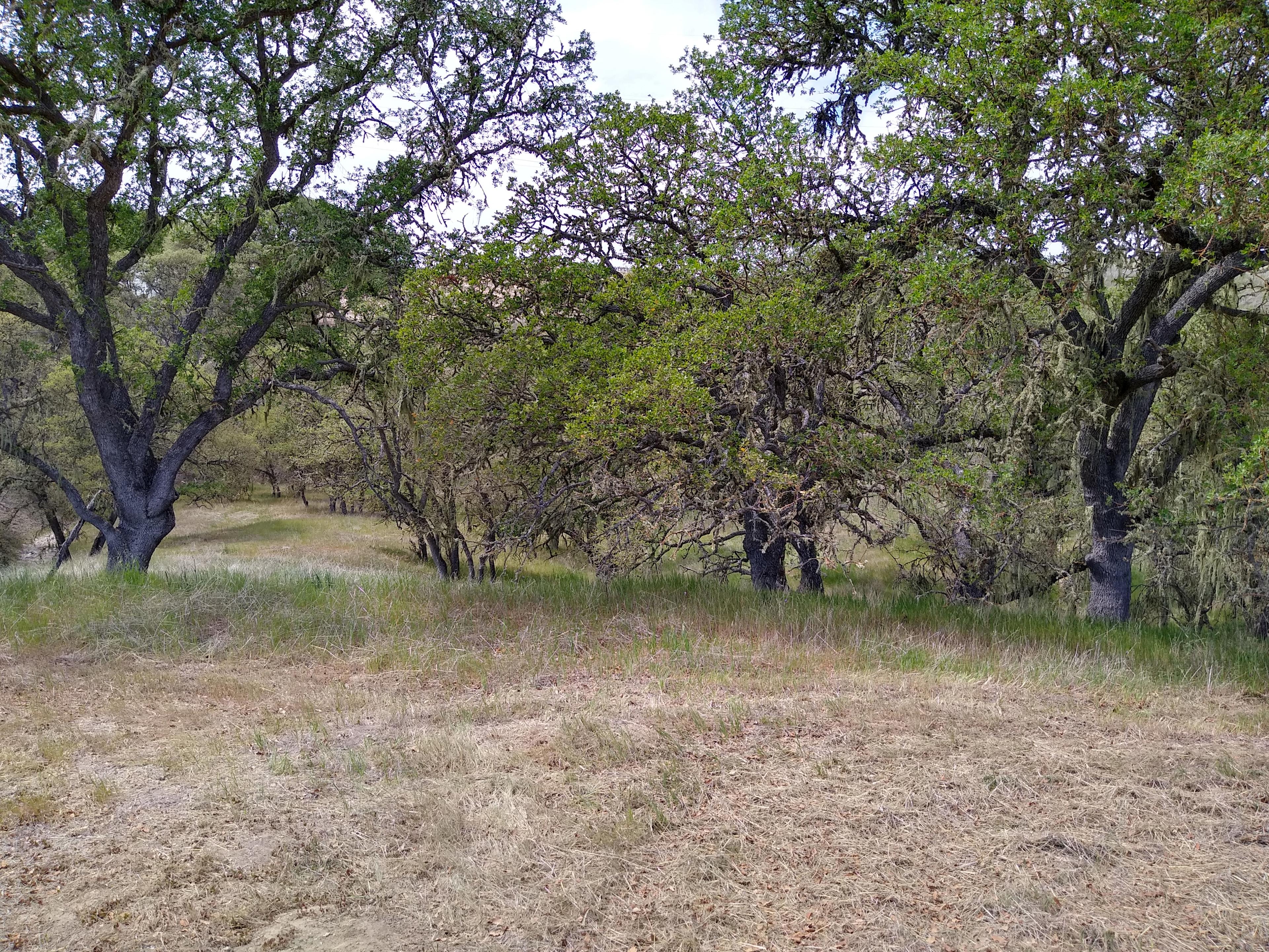 McDavitt Country Camping