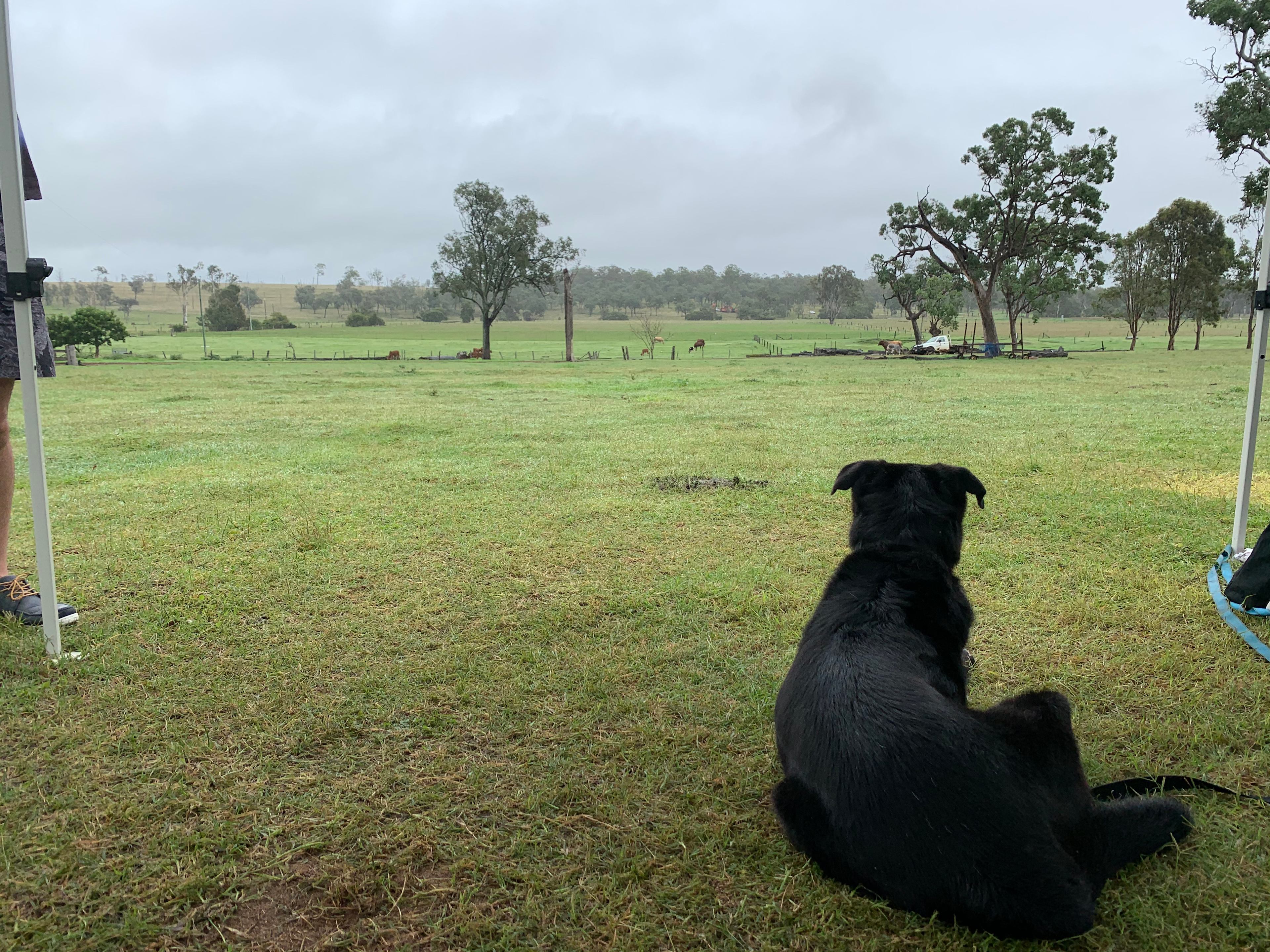 Our dog loved his holiday!