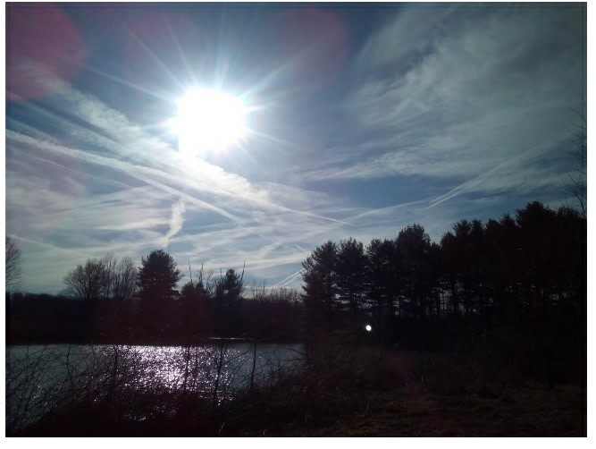 wood's, pine tree's, pond