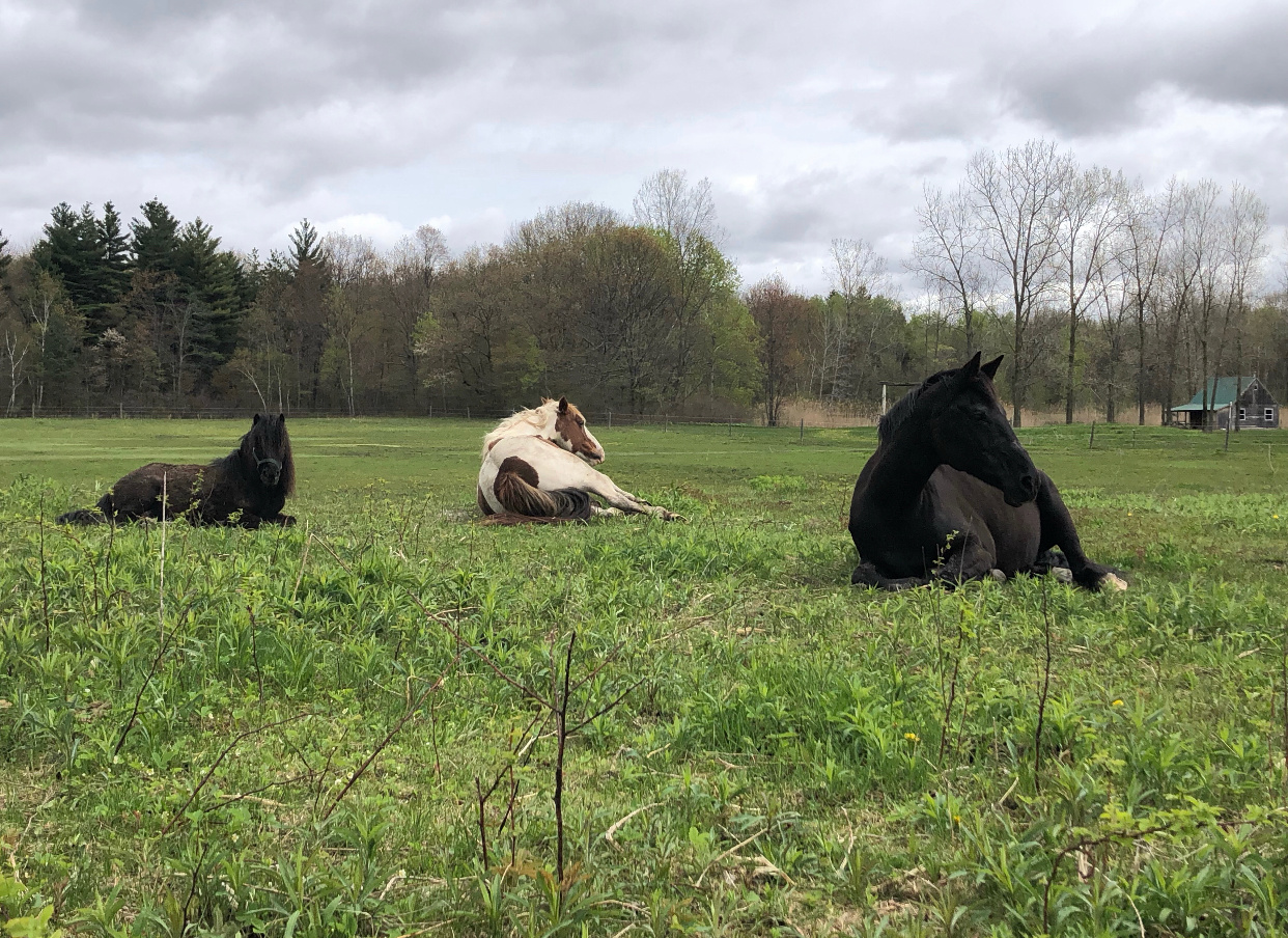 Quiet Family Horse Farm