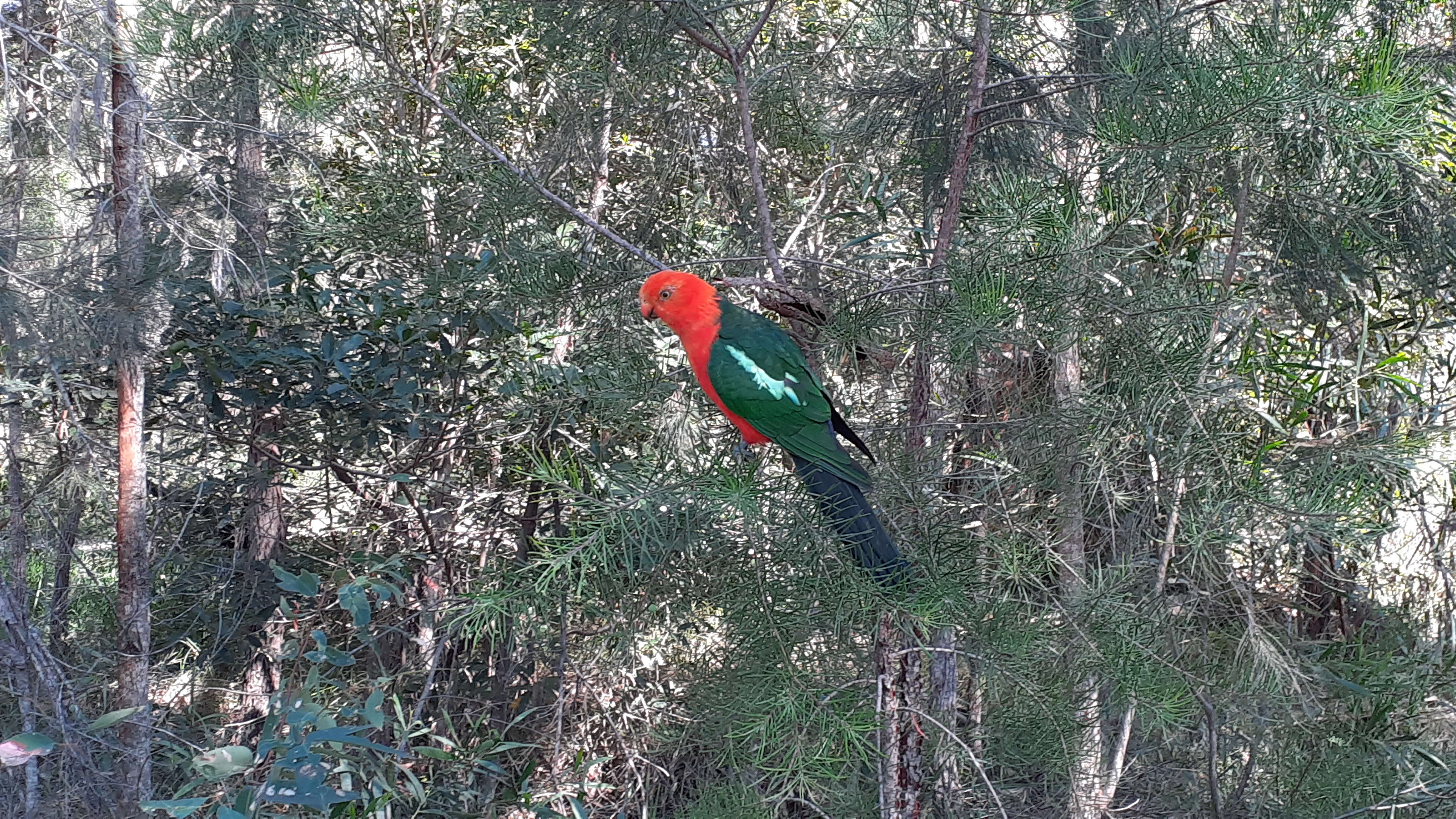 Dharawal Camp