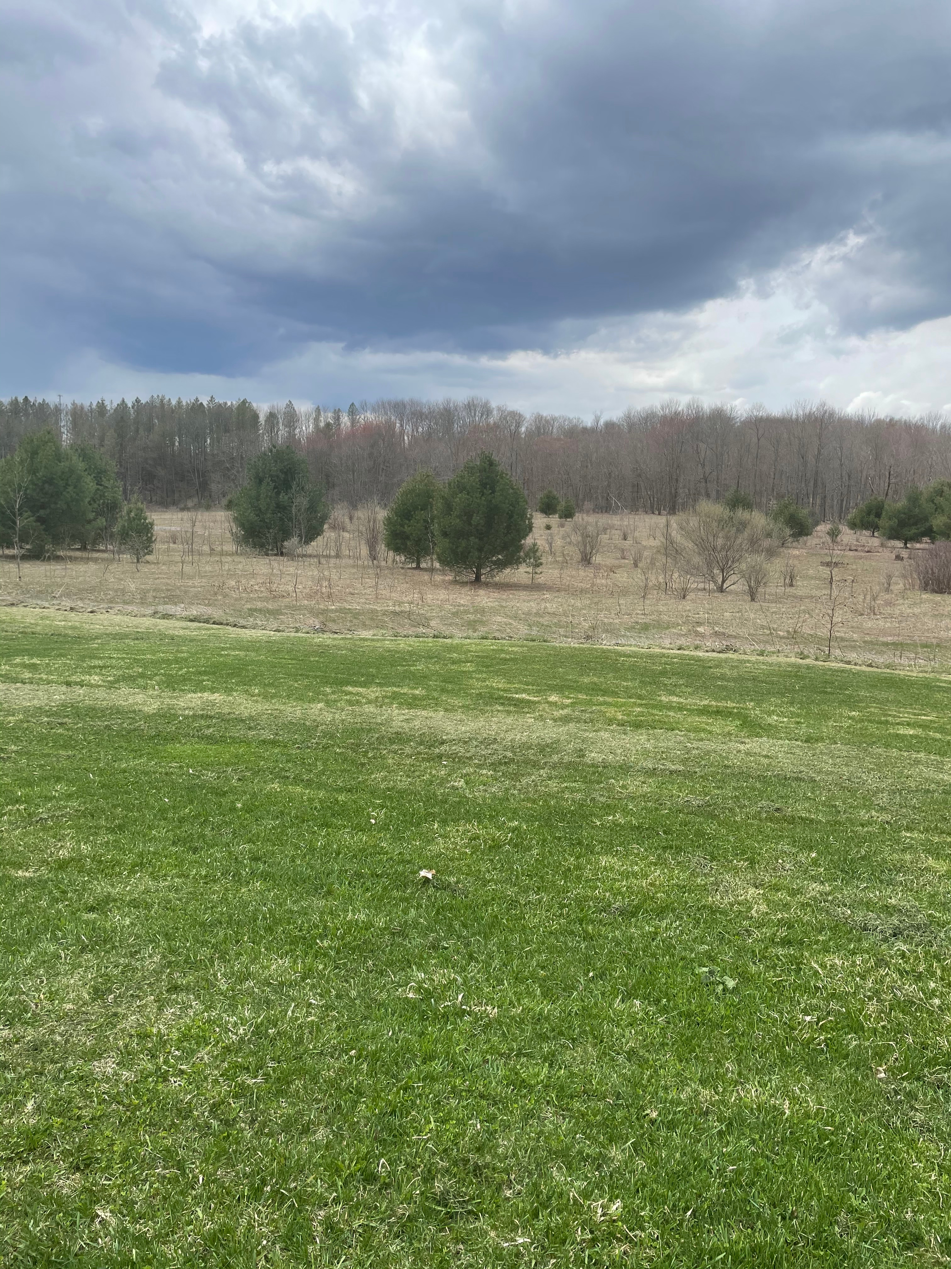 Hill side field, with some woods