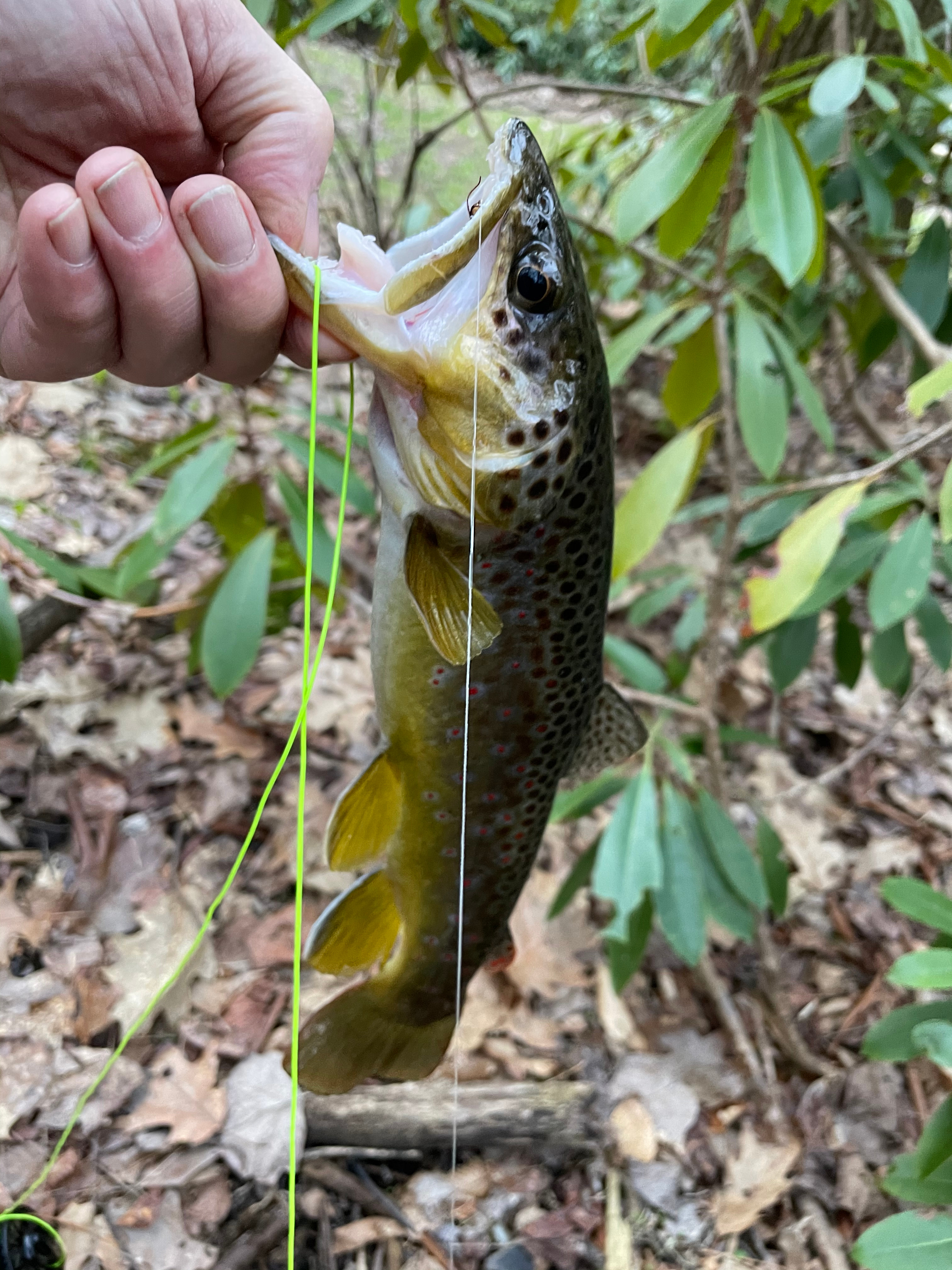 Stream holding native trout running past camp sites
