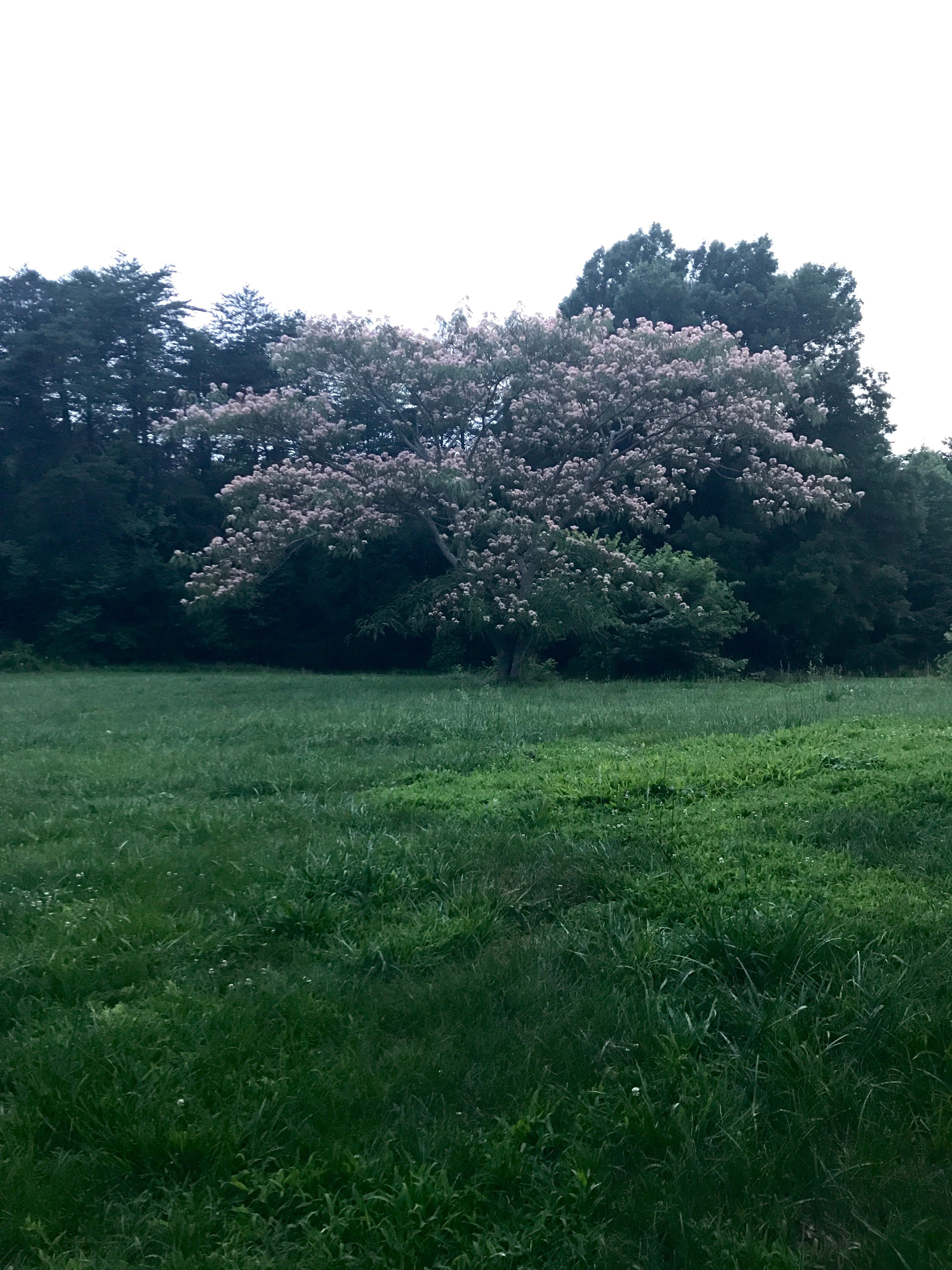 Camping at Cloverdale Farms