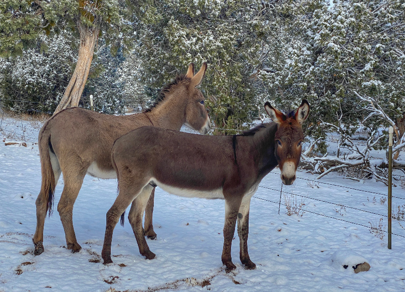 Horse friendly campsites