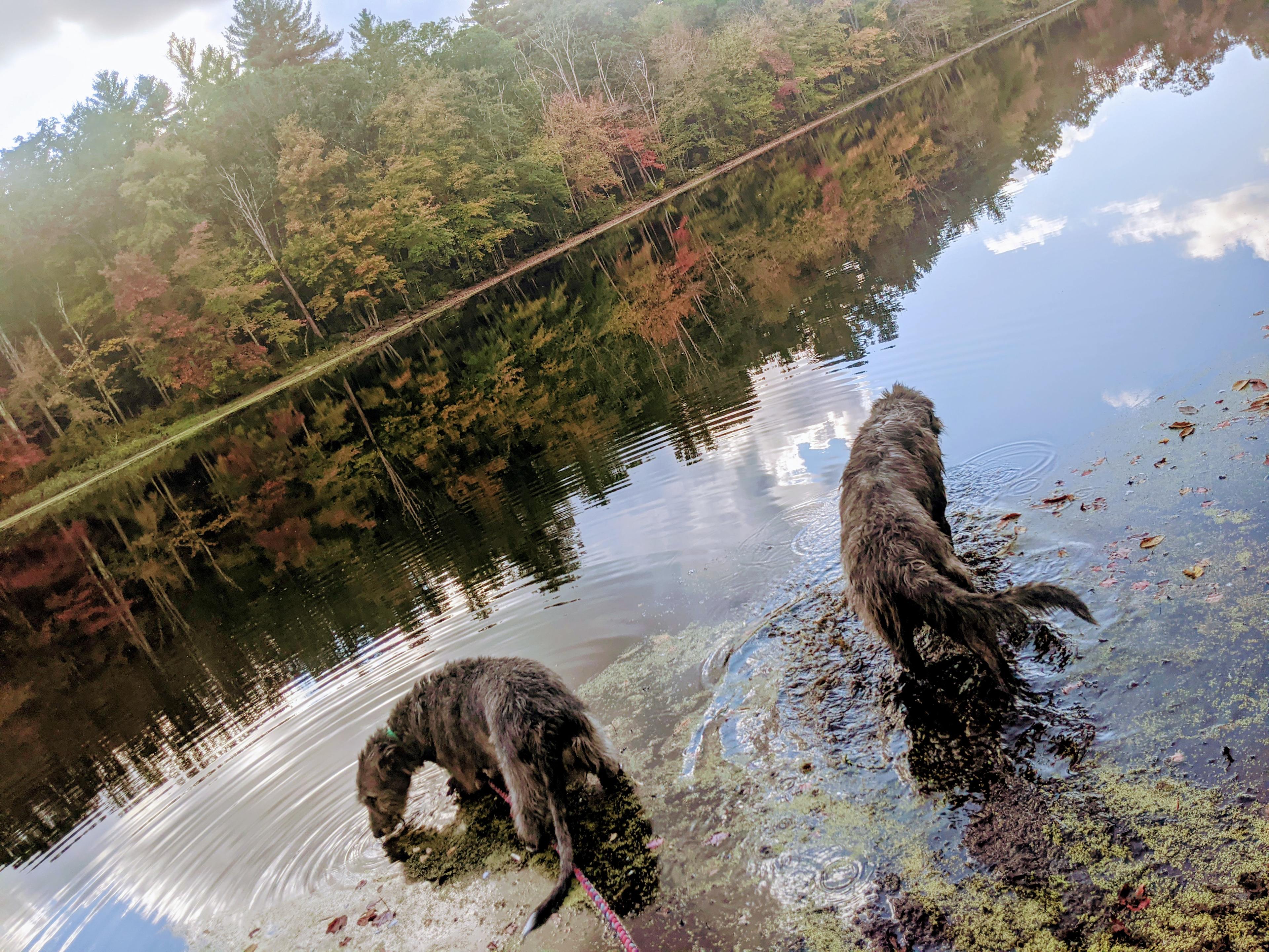 Add Hike with Hounds as a free extra!