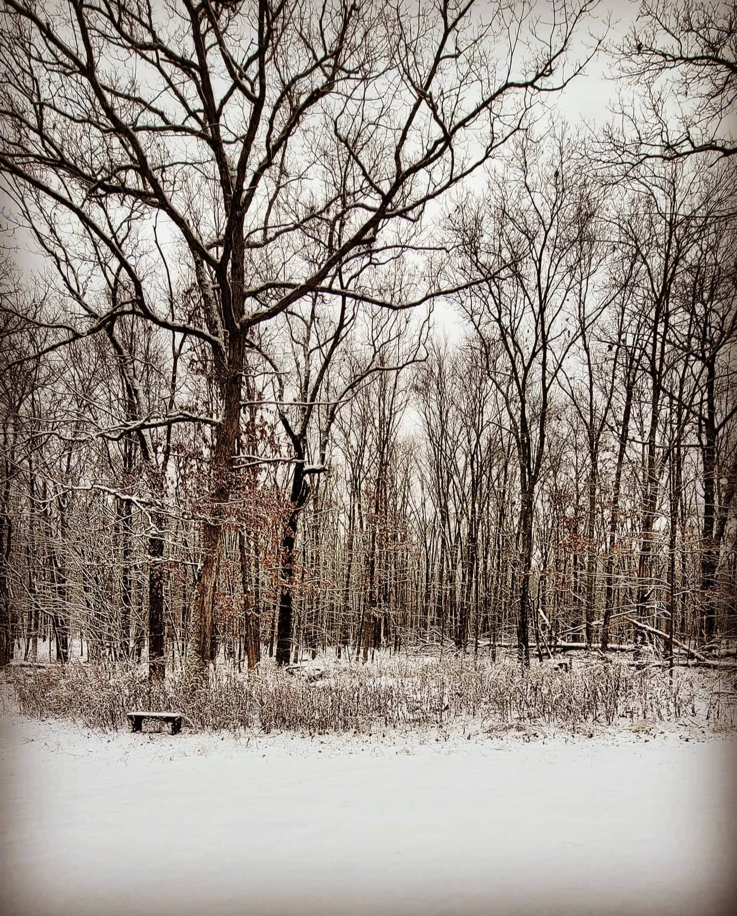 Welcome to the PicPav Woods