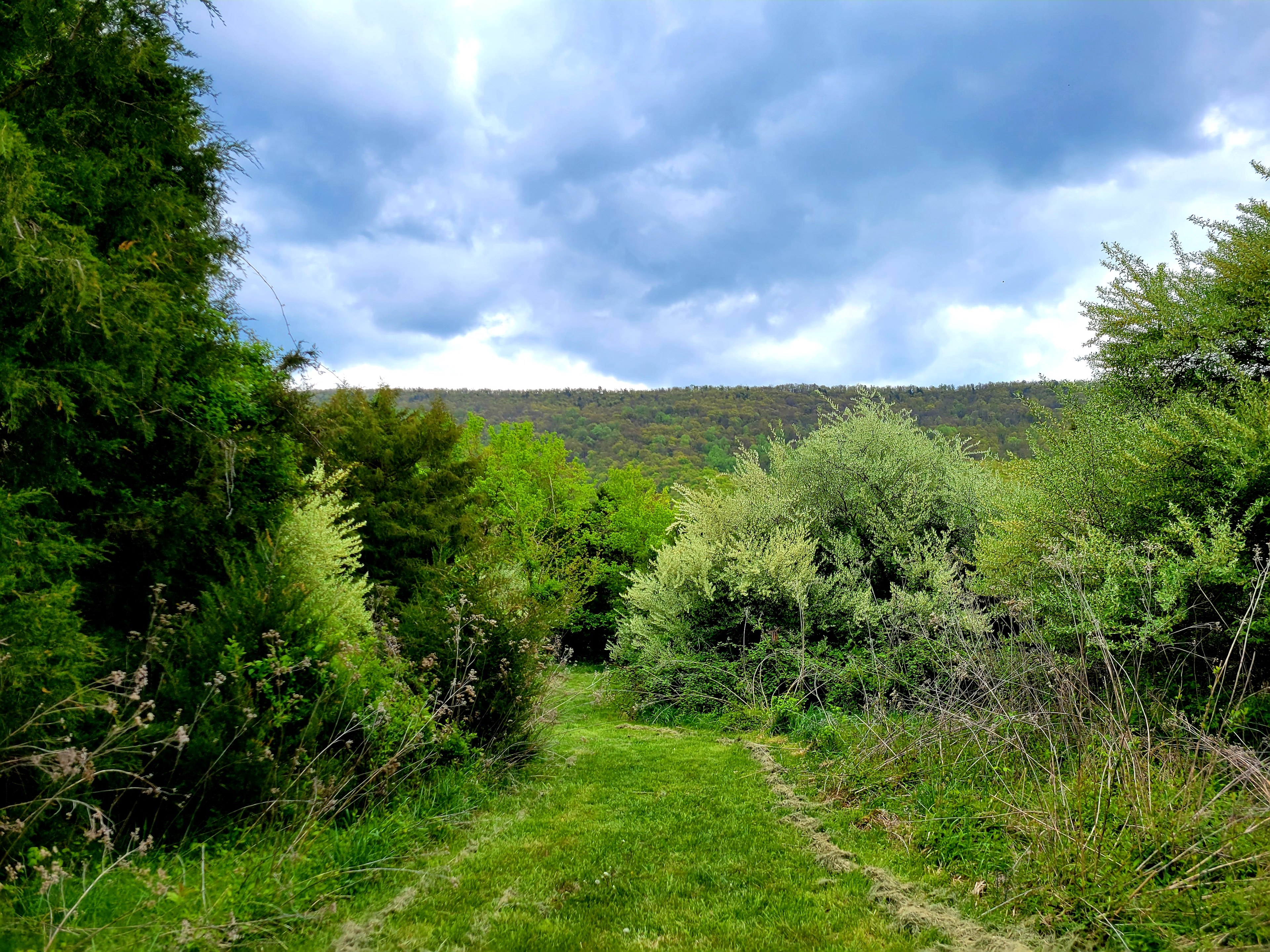 Wineberry Grove