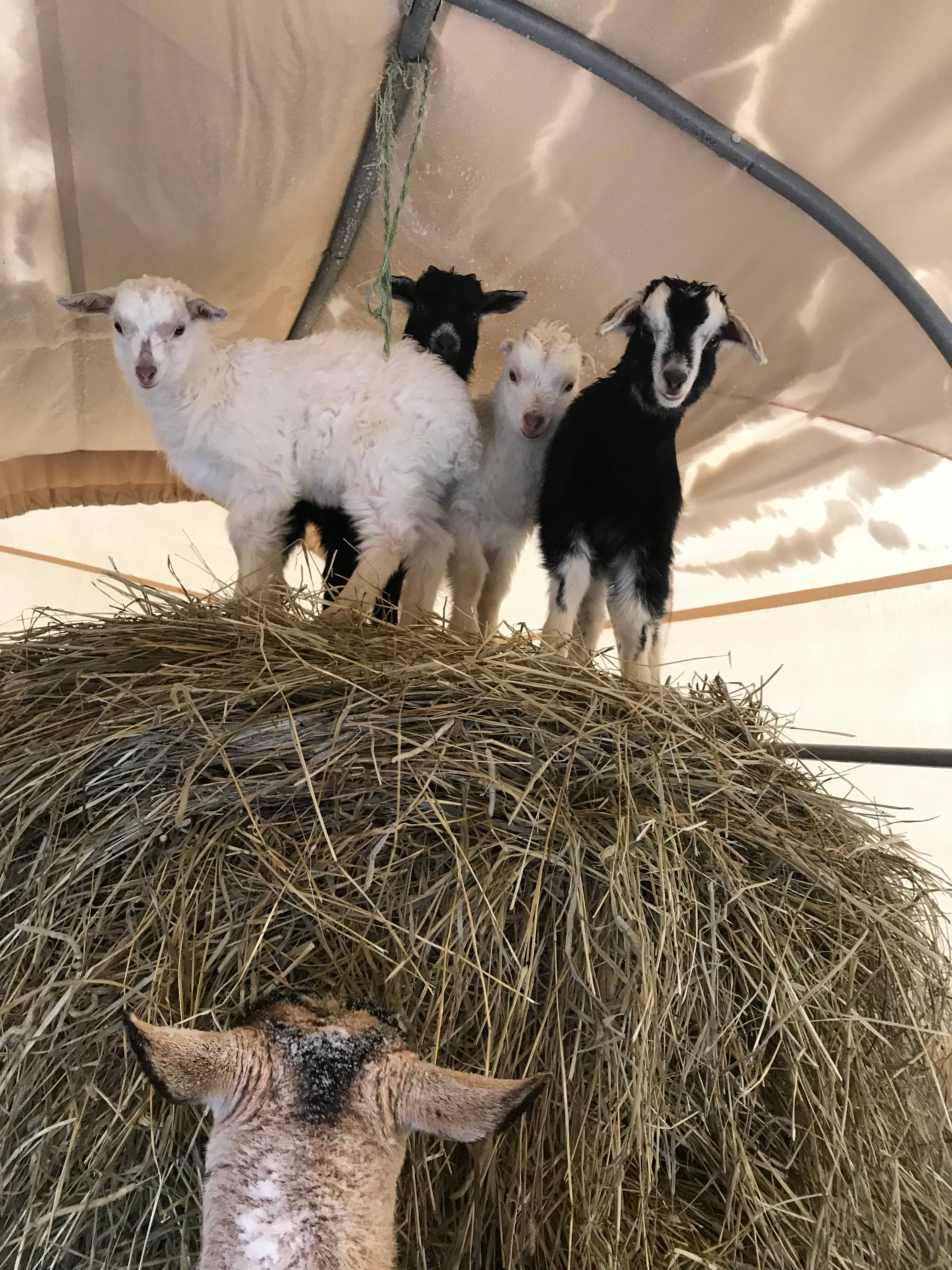 Peregrine Farm and Forest