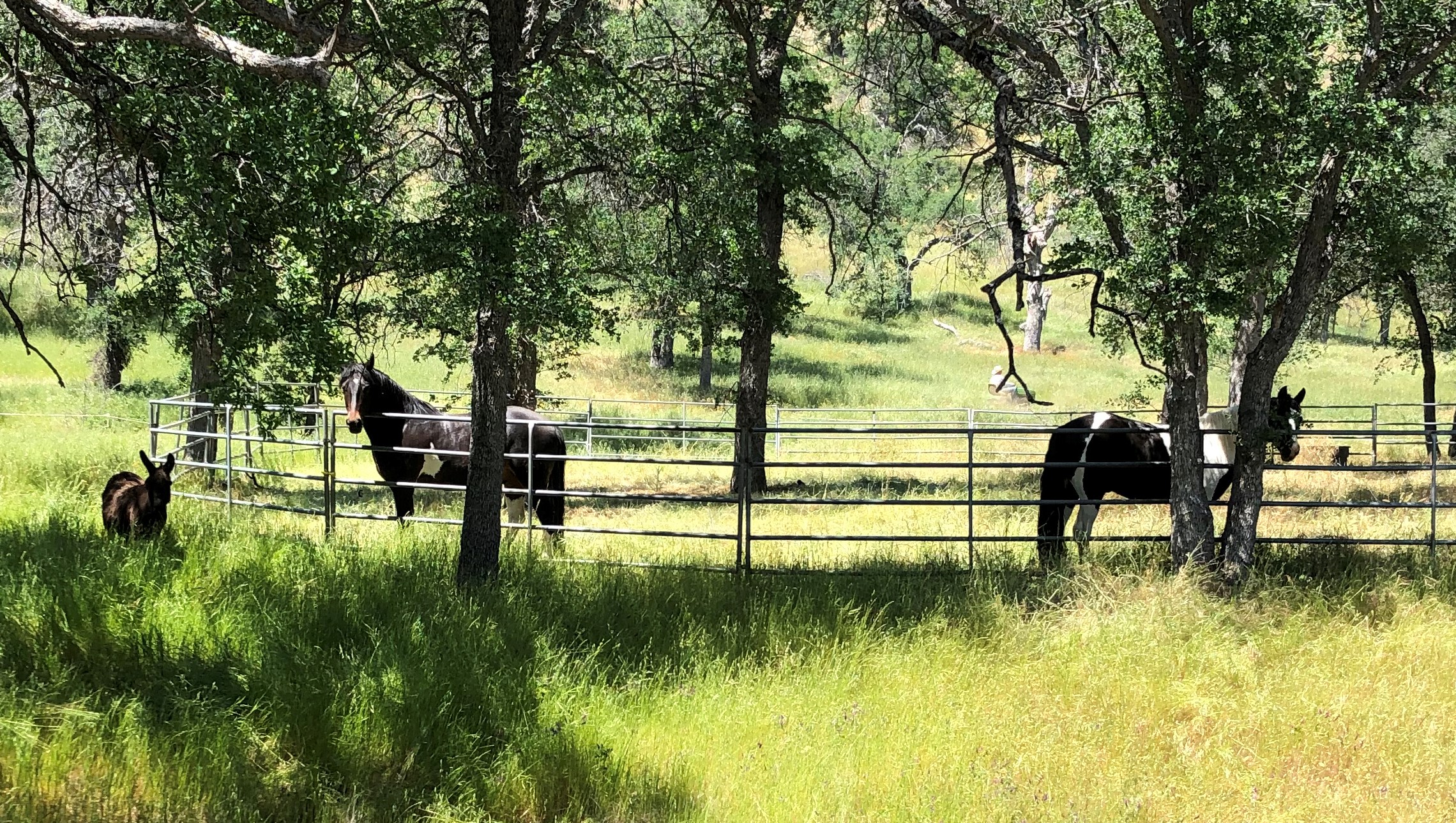 on your hike you can visit Harley, Ace and Saber (the miniature Donkey