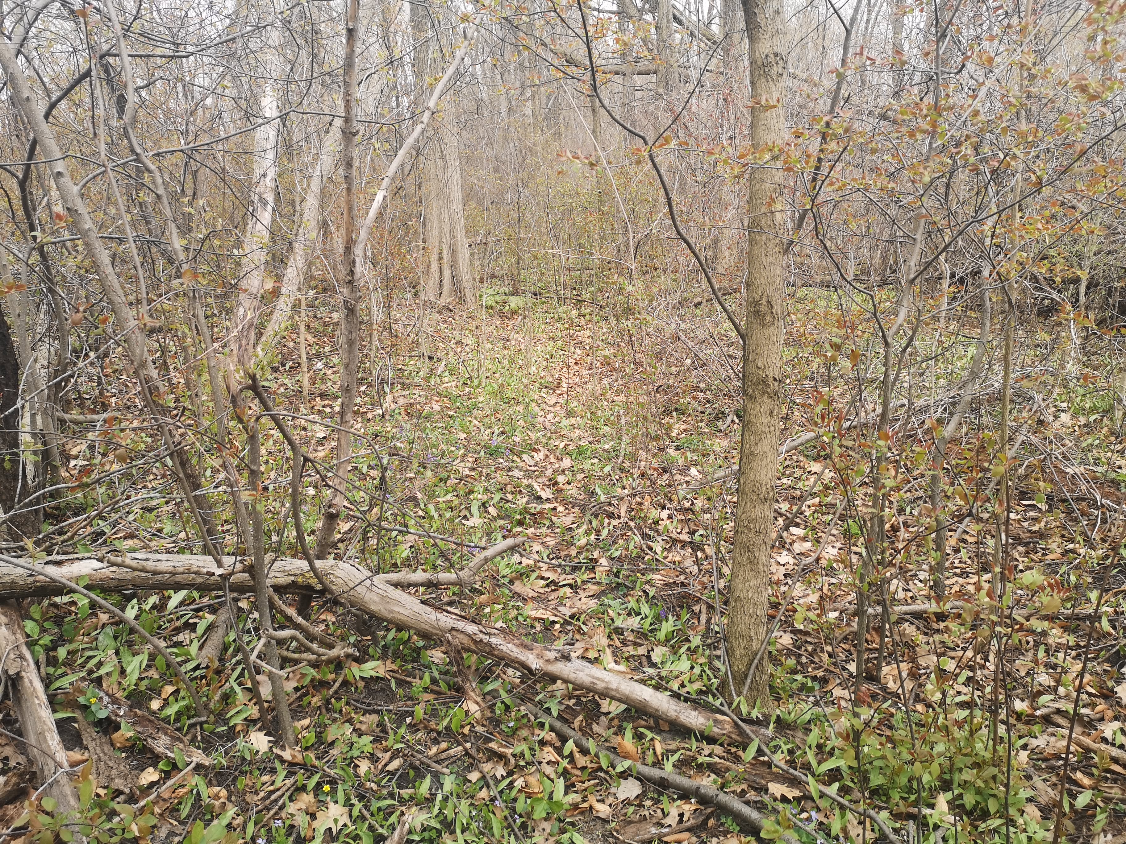 Carolinian Forest Twin Creeks