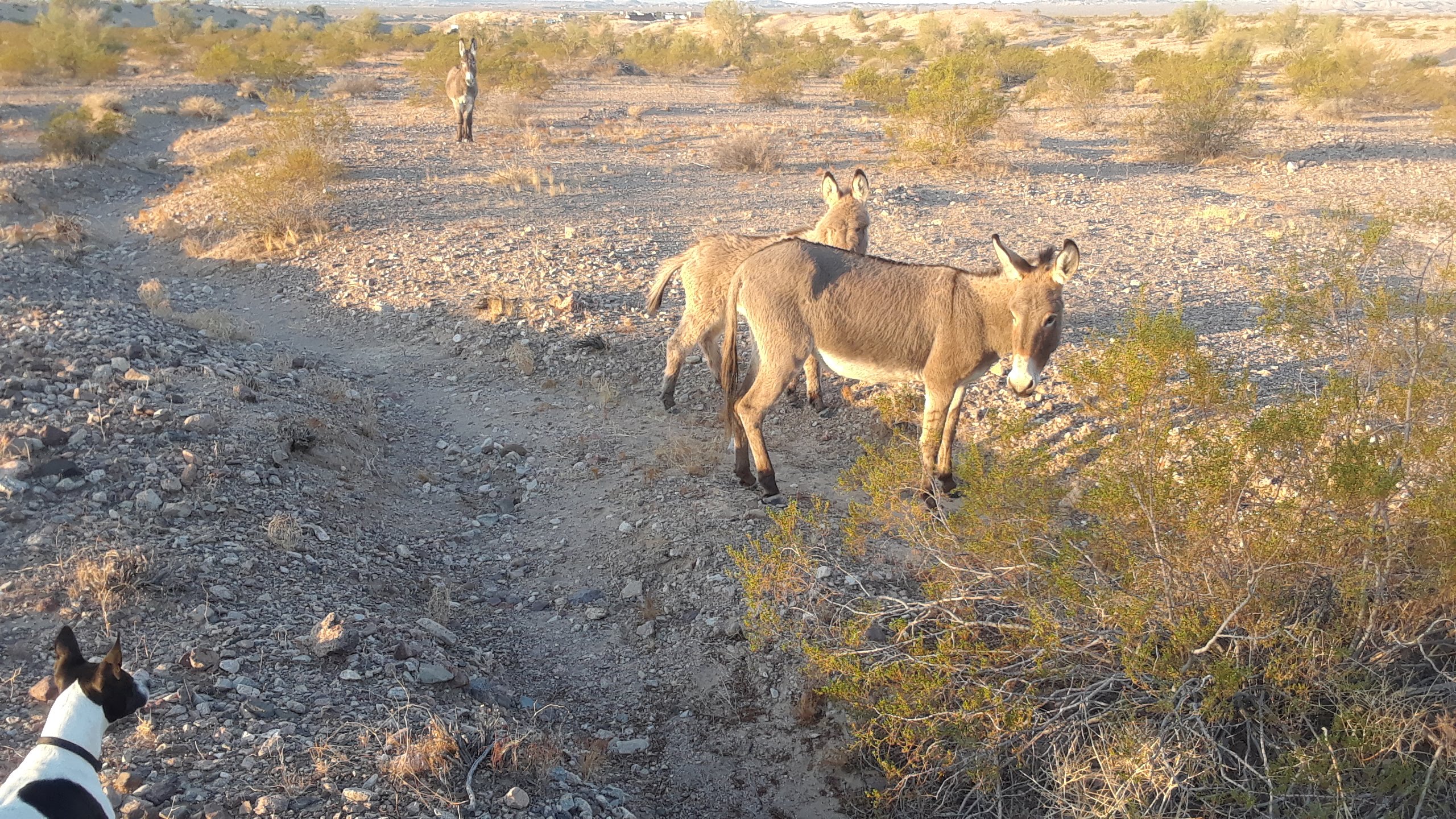 The wild burros are everywhere. Please be careful and do not feed them