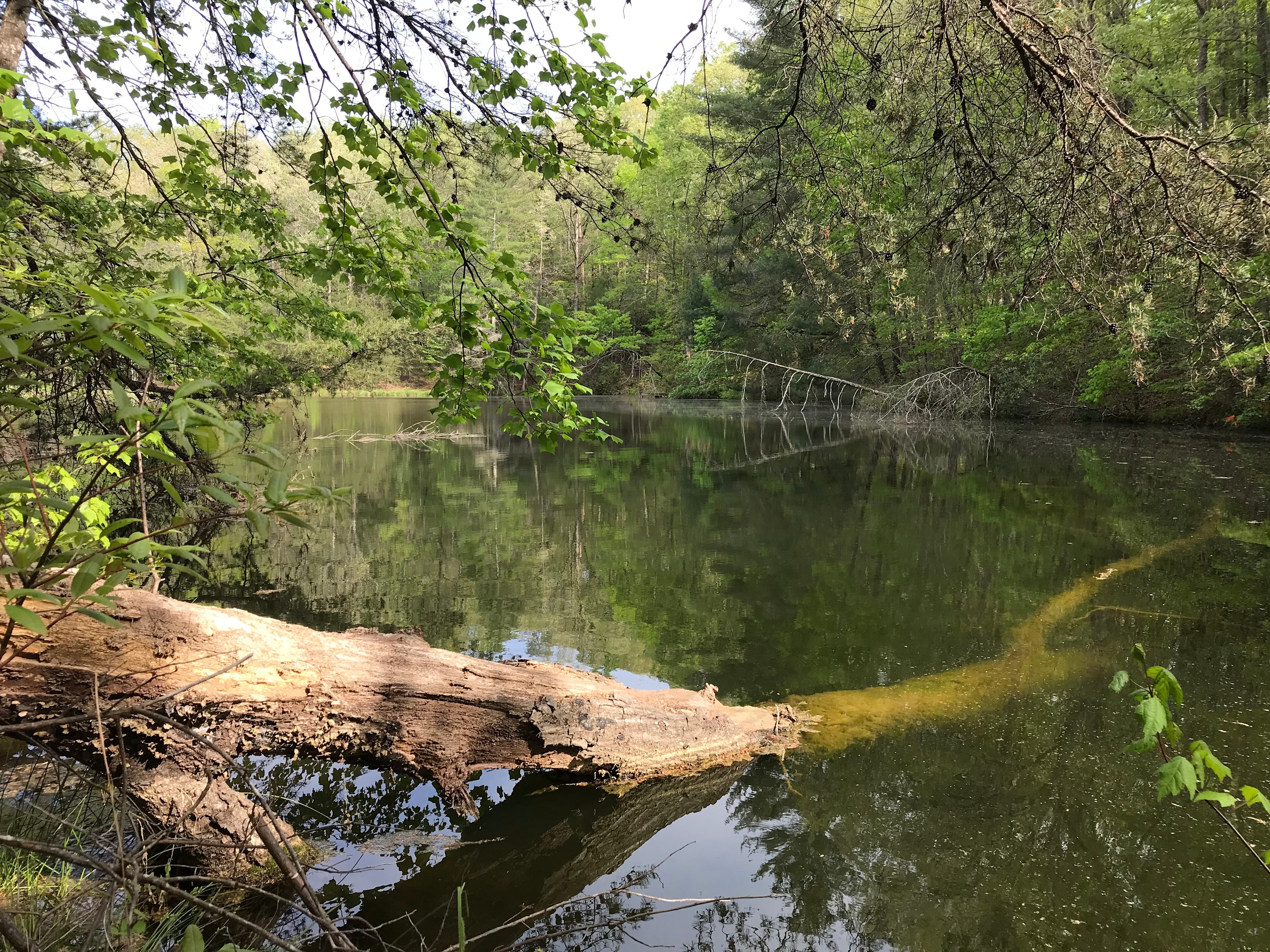 Great fishing on pond.