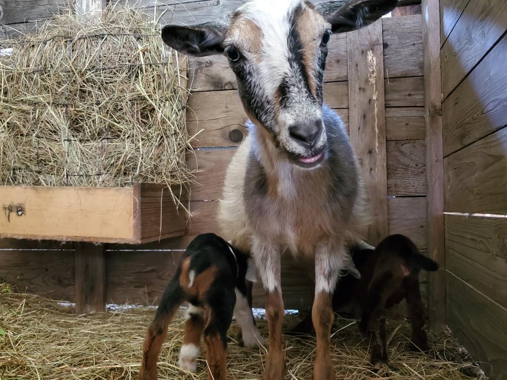 Sunset Hill Farm