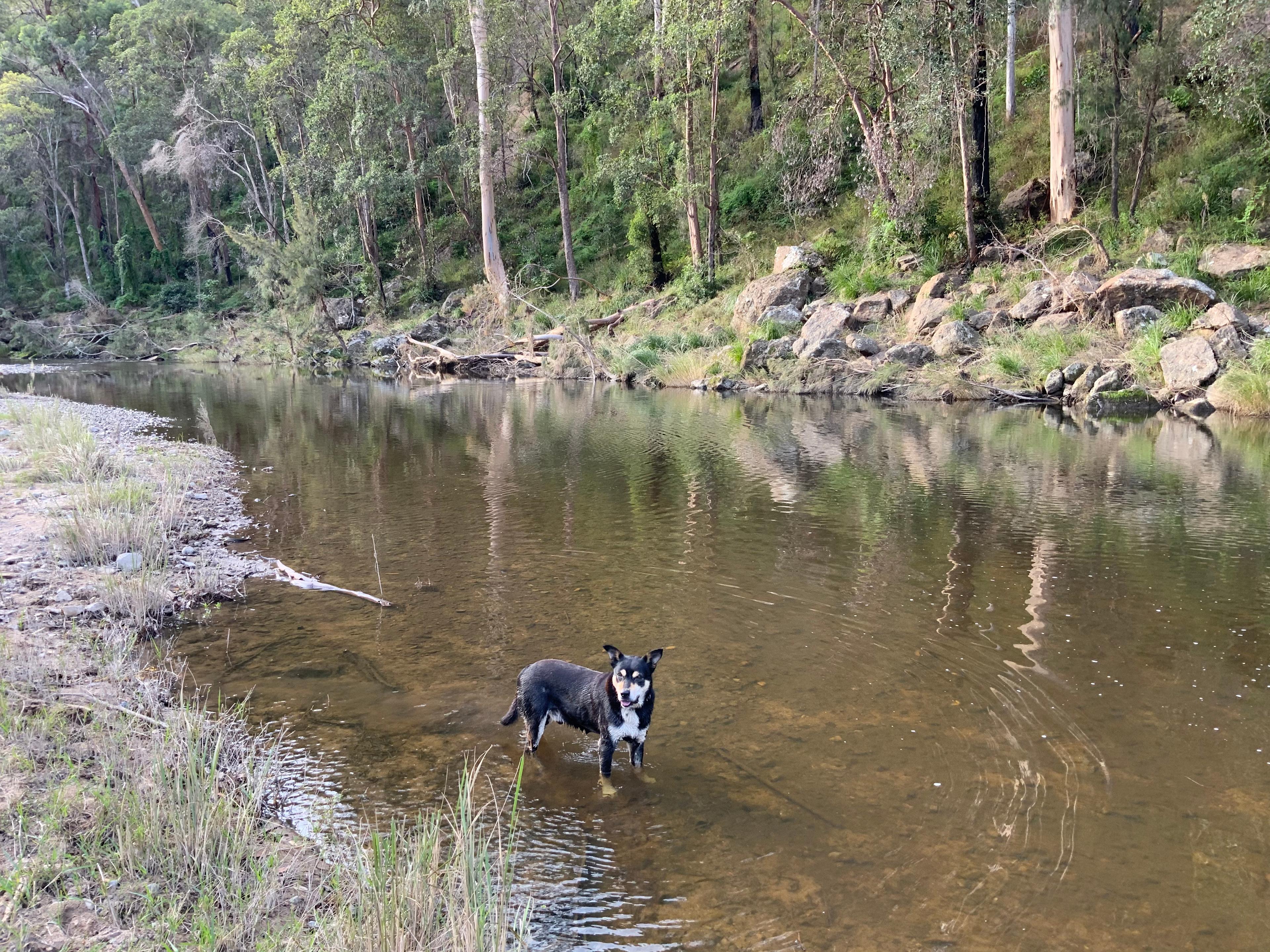 Timbarra River at The Cockatoo campsite with GT. The flood has removed some of the grass along the river edge.