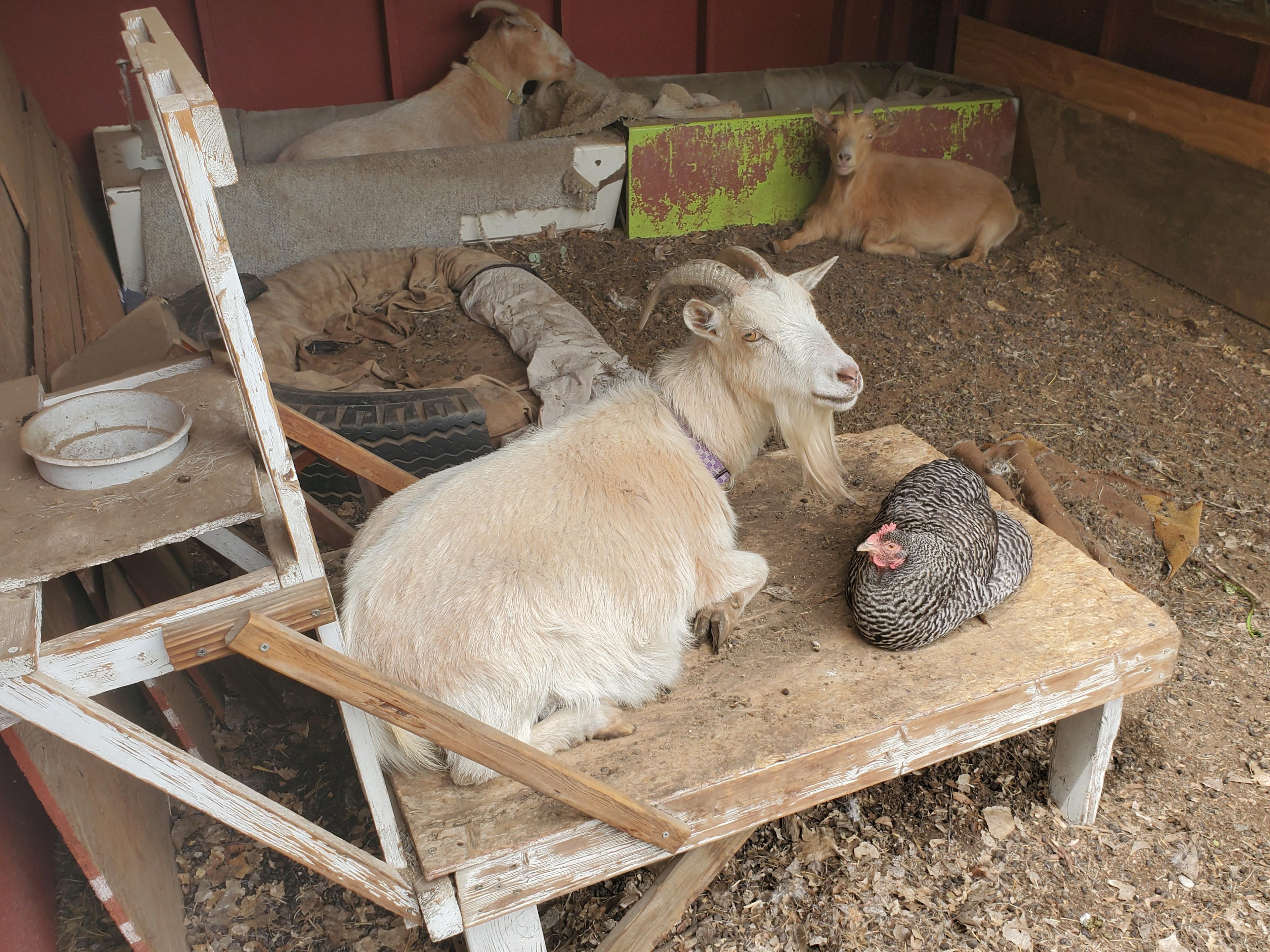Historic Homestead Barn Yard