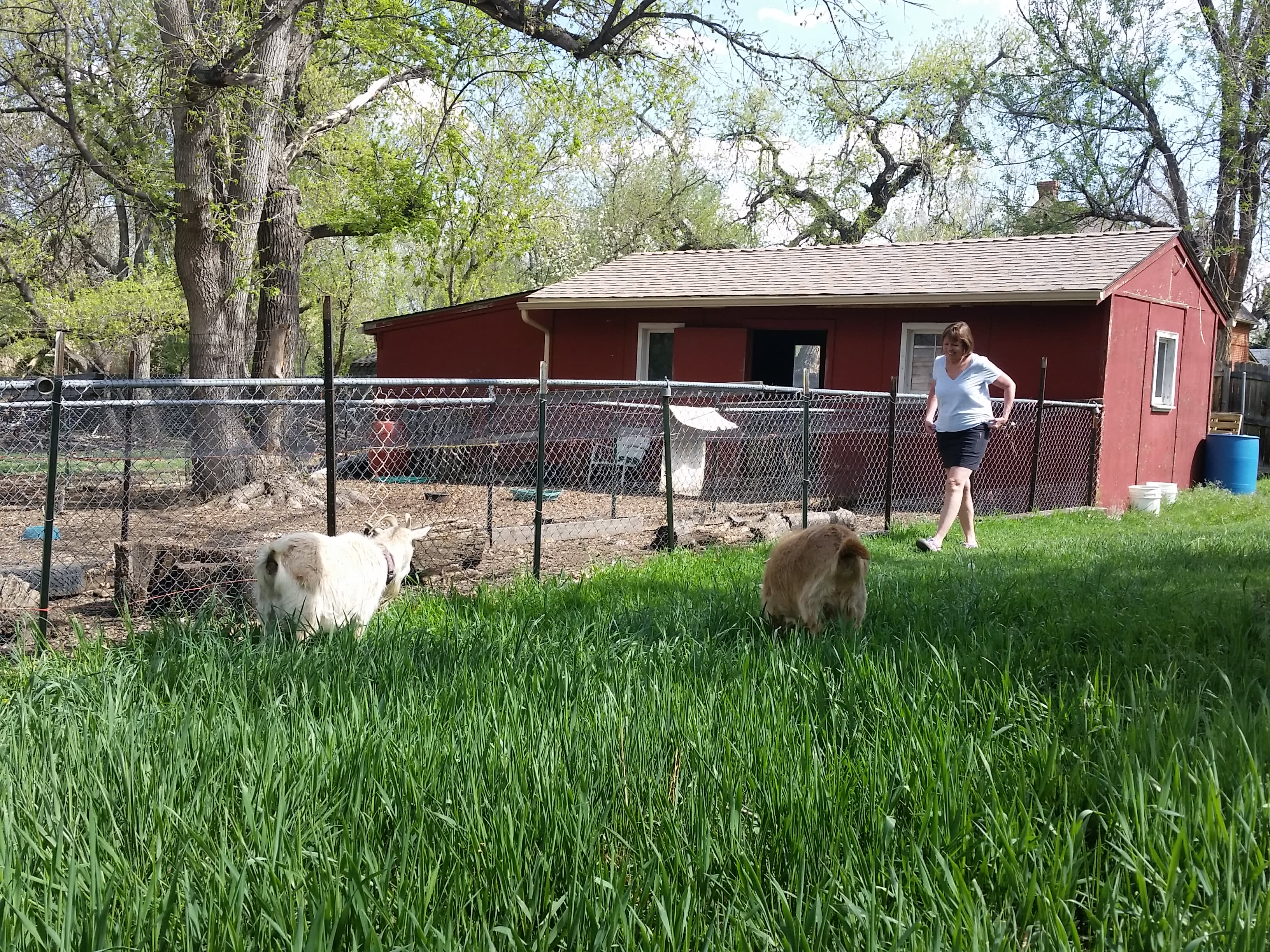 Urban Barn Yard Near Red Rocks