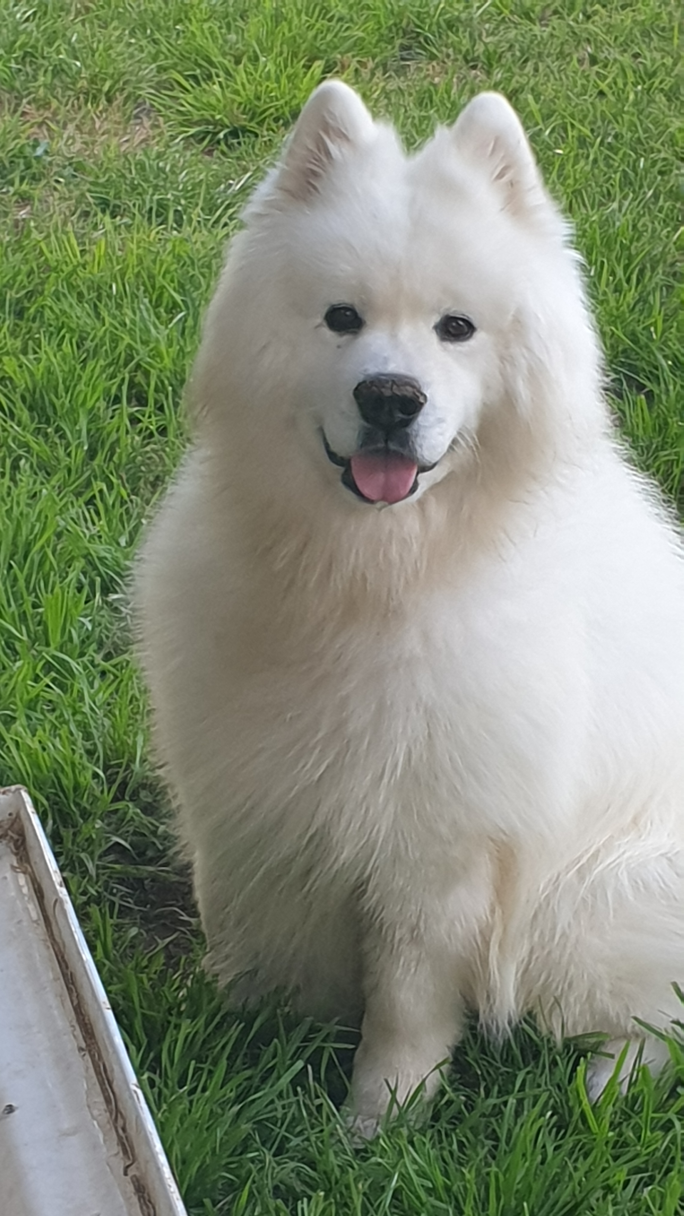 Pats for our resident puppa Suto