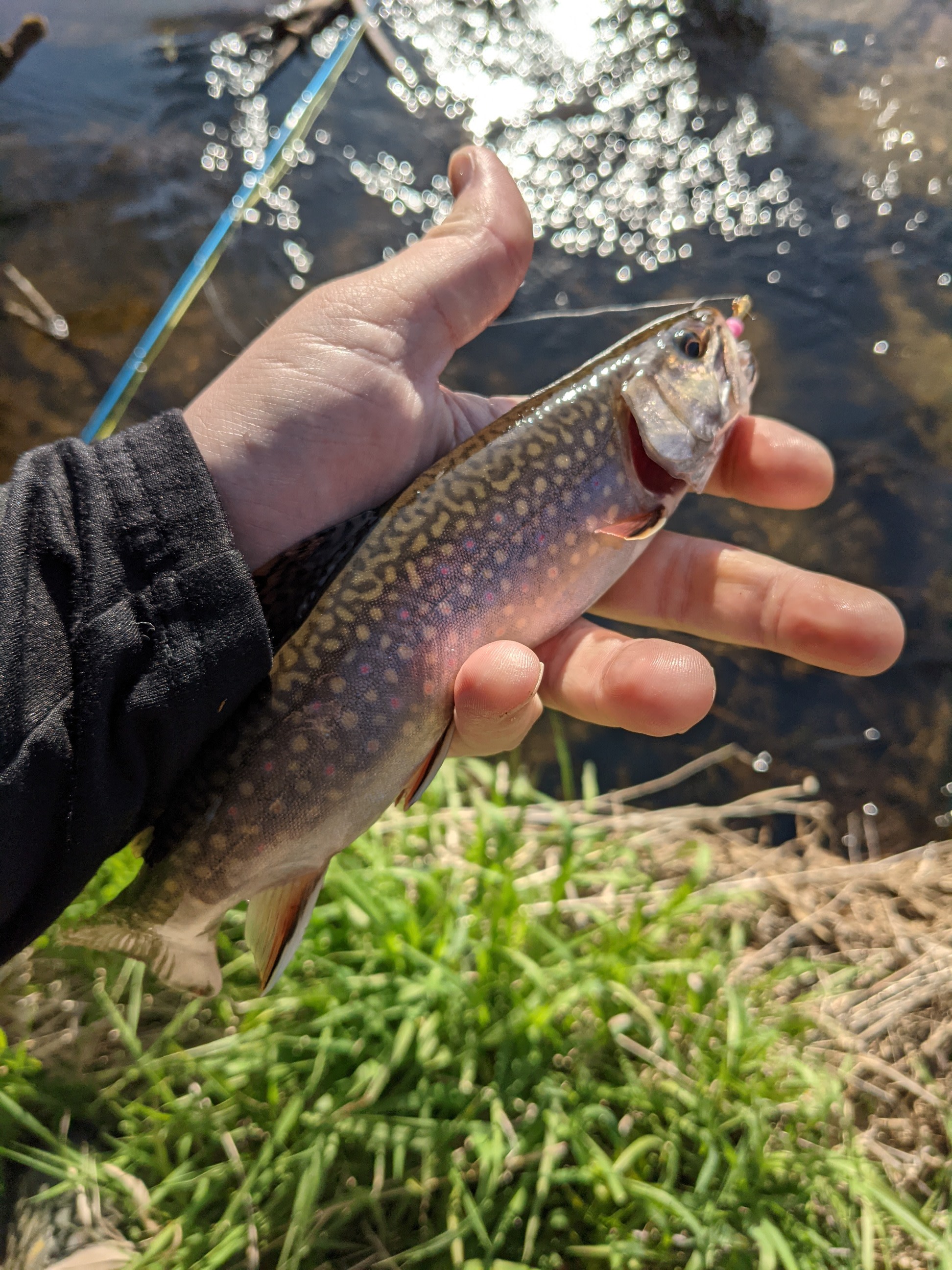 Pine Creek⛺️💫Private Hilltop Camp