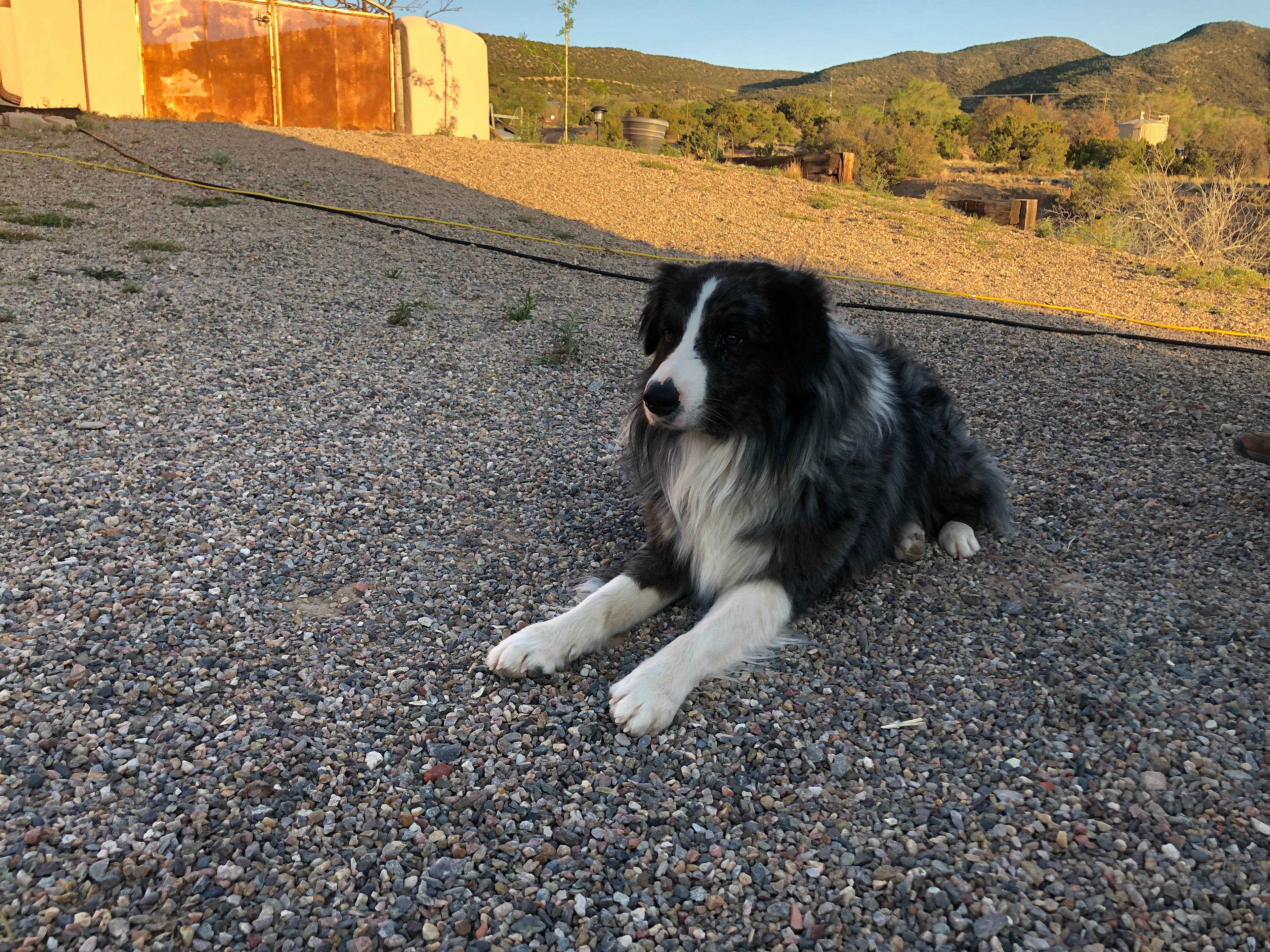 Ozzie 