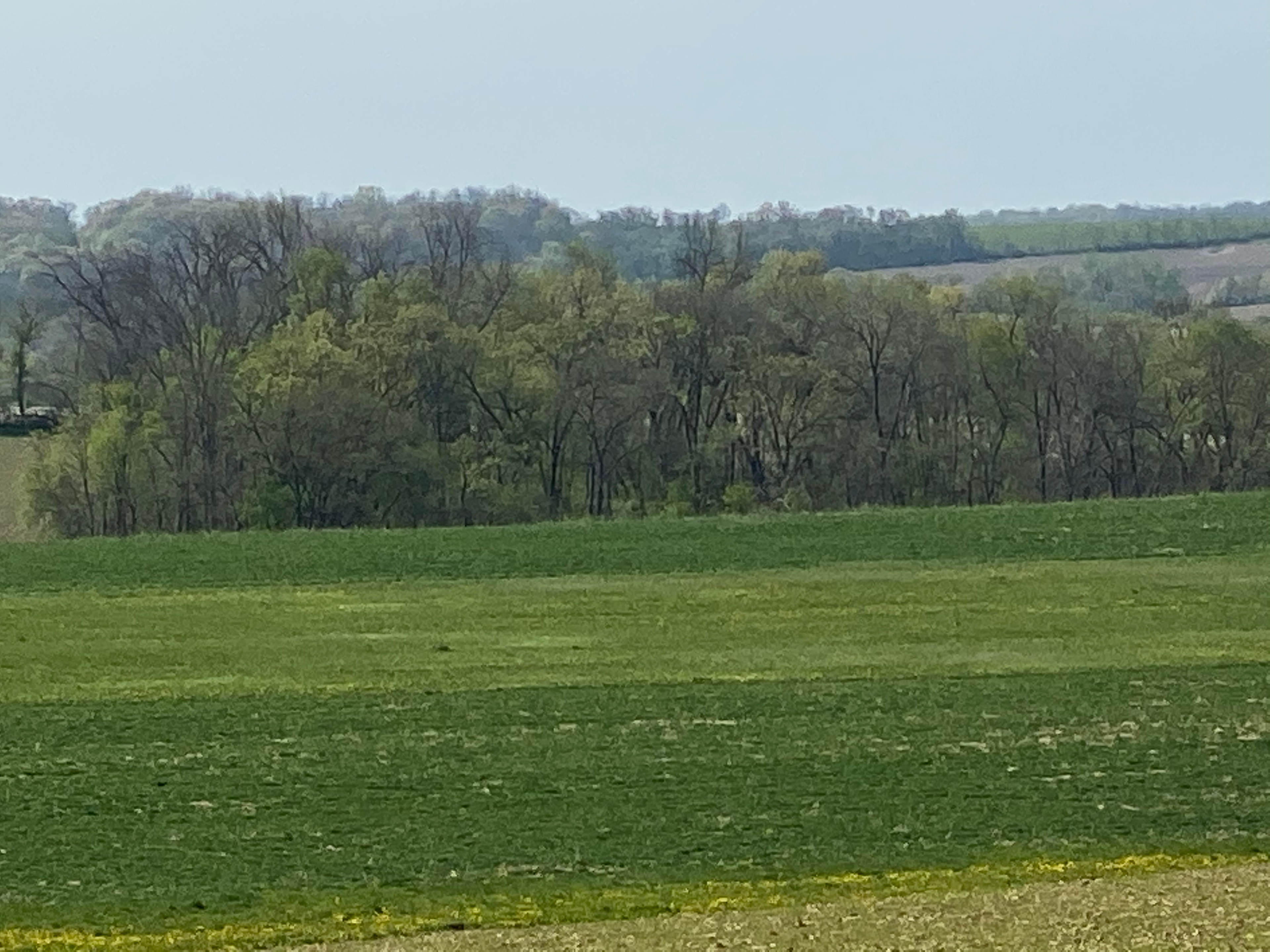 Springtime in the back woods