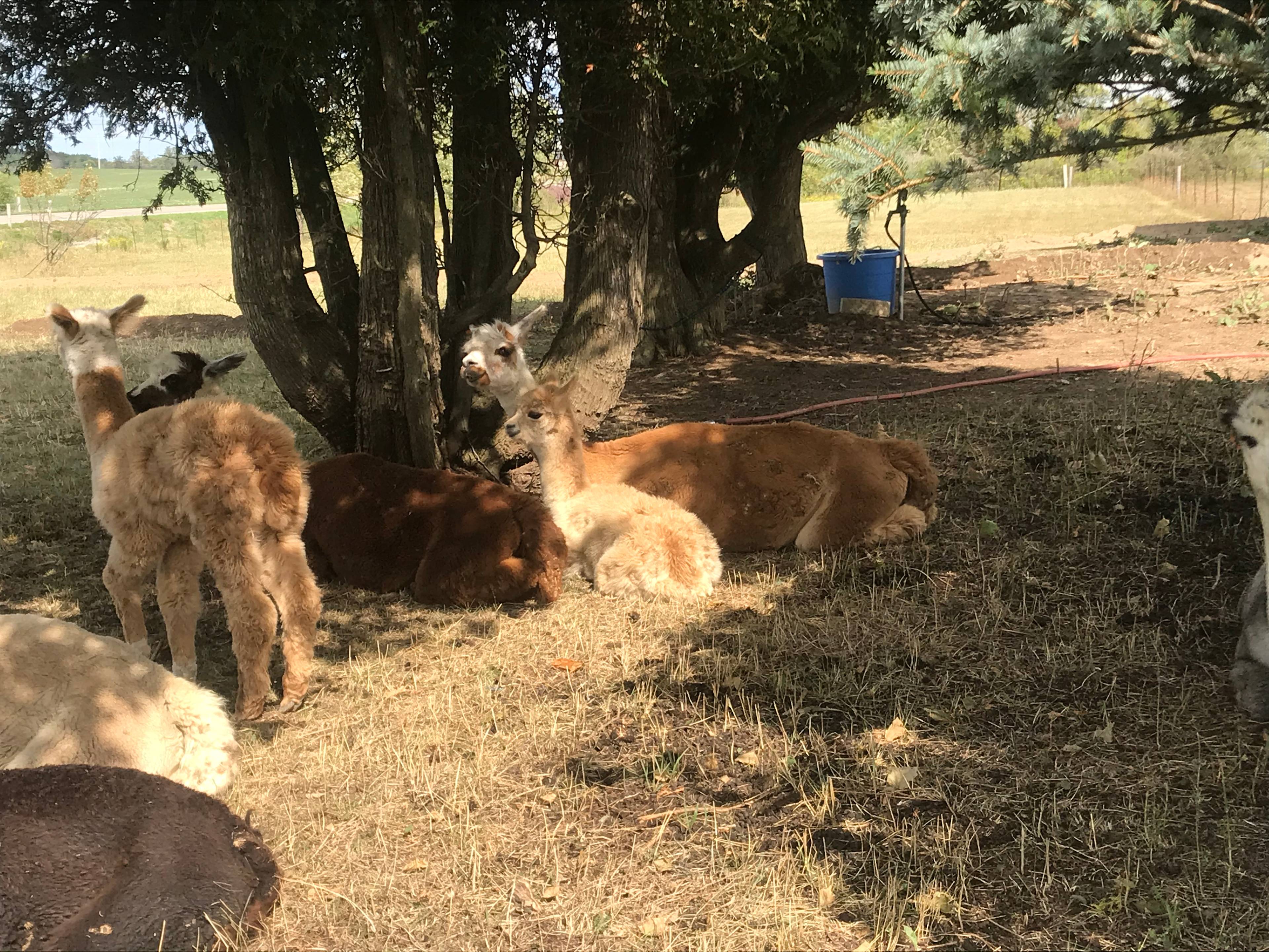 Husky Alpaca Ranch